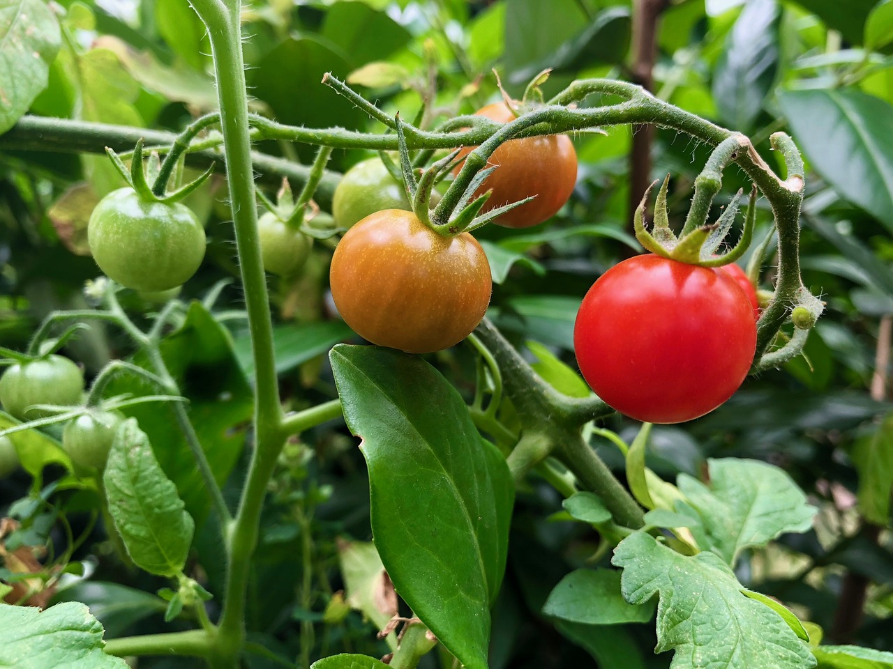 Pomidorai,  Augalų,  Raudona,  Šviežias,  Bio,  Pobūdį,  Maisto,  Sveiki,  Sodas,  Mitybos