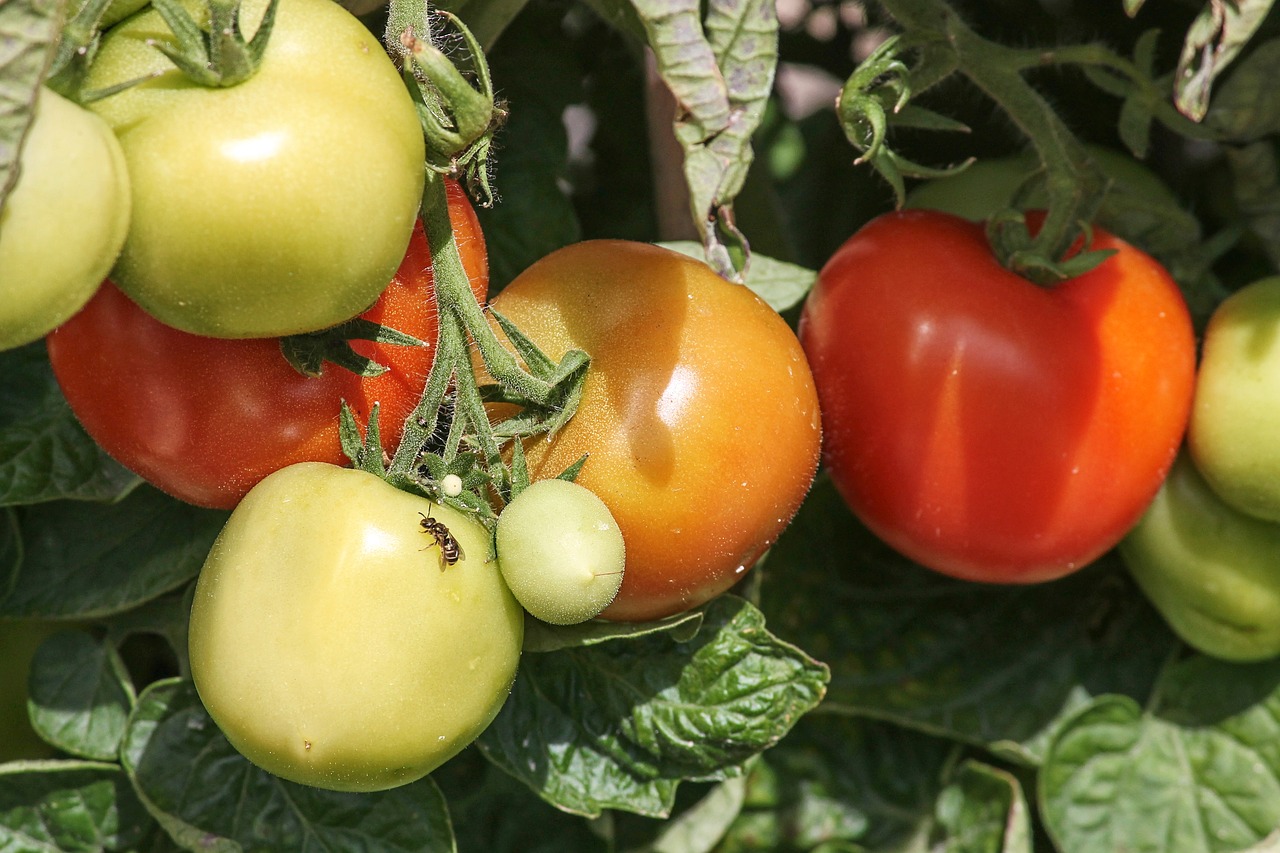 Pomidorai,  Prinokę,  Nesubrendęs,  Subrendęs,  Solanum Lycopersicum,  Daržovės,  Raudona,  Šviežias,  Žalias,  Žalias