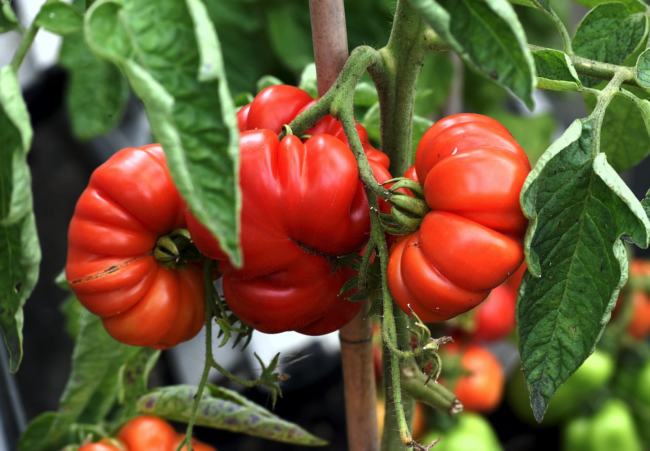 Pomidorai,  Vaisių,  Prinokę,  Green House,  Raudona,  Augantis, Nemokamos Nuotraukos,  Nemokama Licenzija