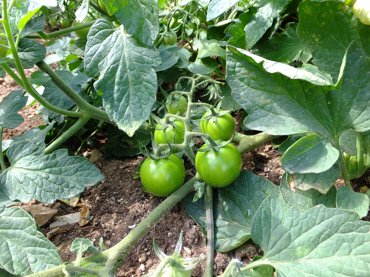 Pomidorai, Solanum Lycopersicum, Salotos, Virtuvė, Virėjas, Valgyti, Alimentari, Vegetales, Valgomieji, Žalias