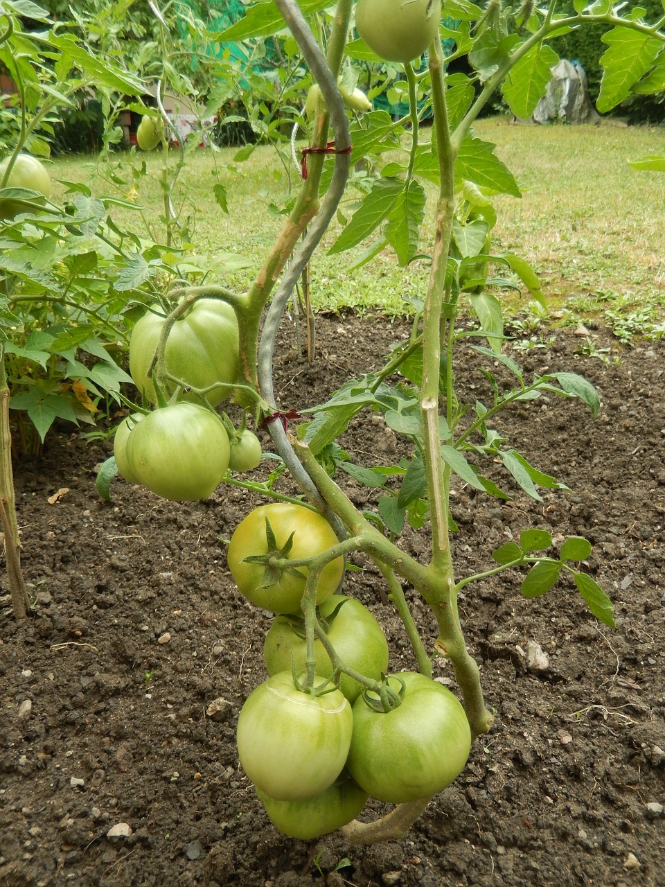 Pomidorai, Sodas, Maistas, Nemokamos Nuotraukos,  Nemokama Licenzija