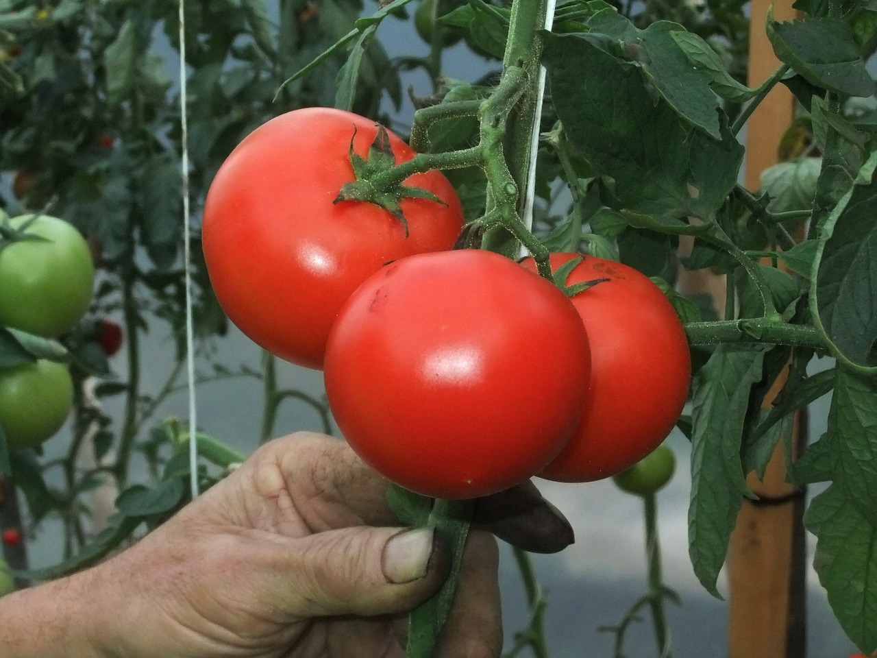 Pomidorai, Daržovių Sodas, Vitaminas, Nemokamos Nuotraukos,  Nemokama Licenzija