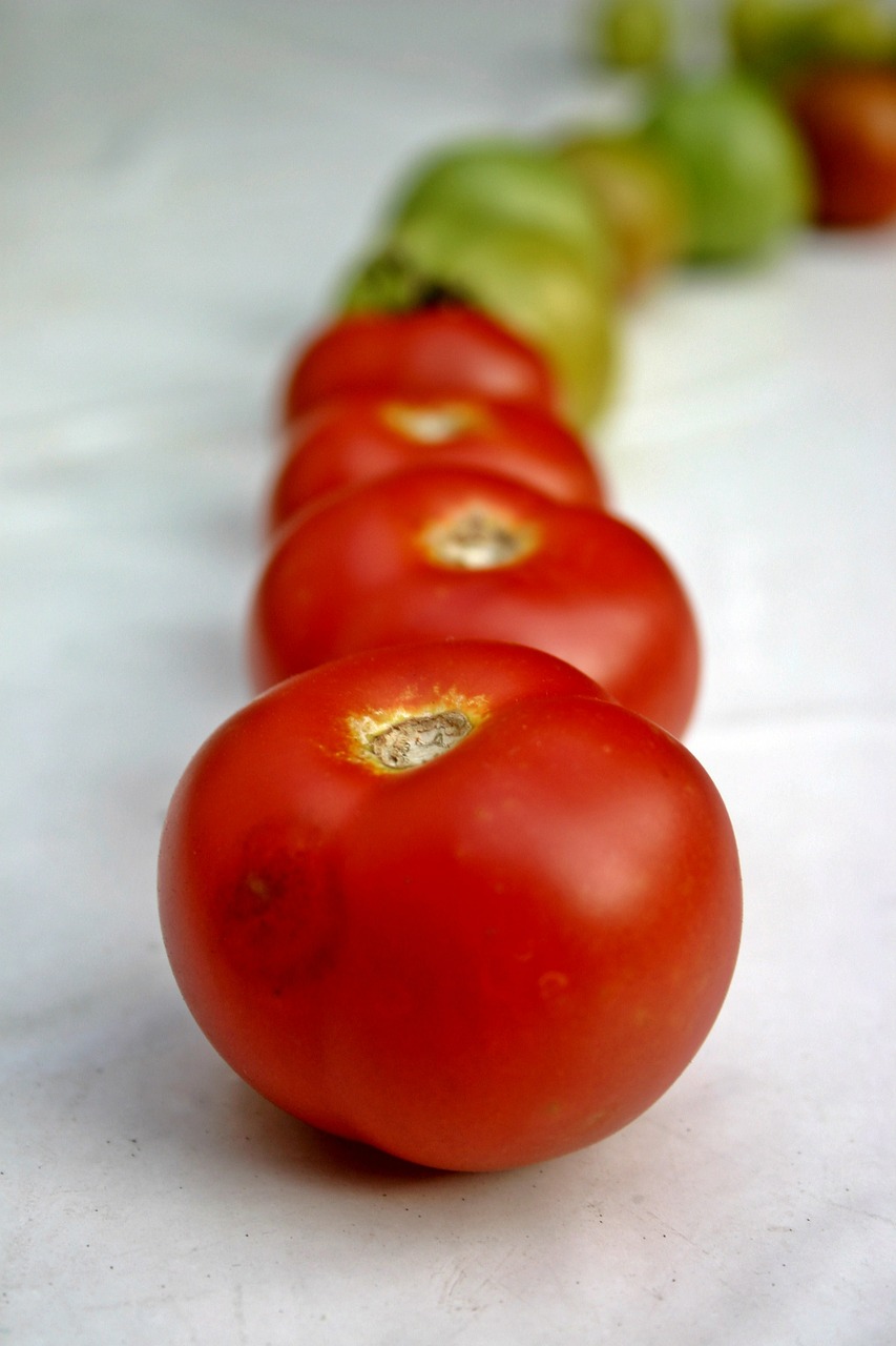 Pomidorai, Daržovės, Raudona, Augalas, Vaisiai, Gamta, Sodas, Derlius, Spalva, Maistas
