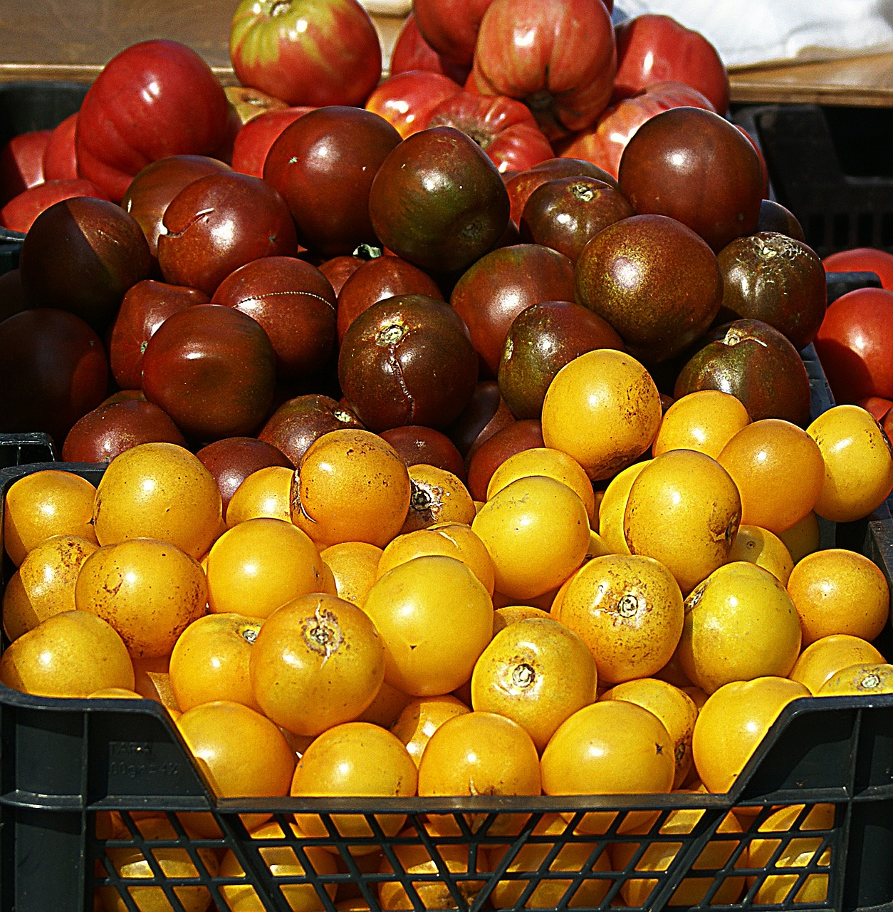 Pomidorai, Žemdirbystė, Auginimas, Gamta, Maistas, Sveikas, Paroda, Derlius, Šviesus, Spalvinga