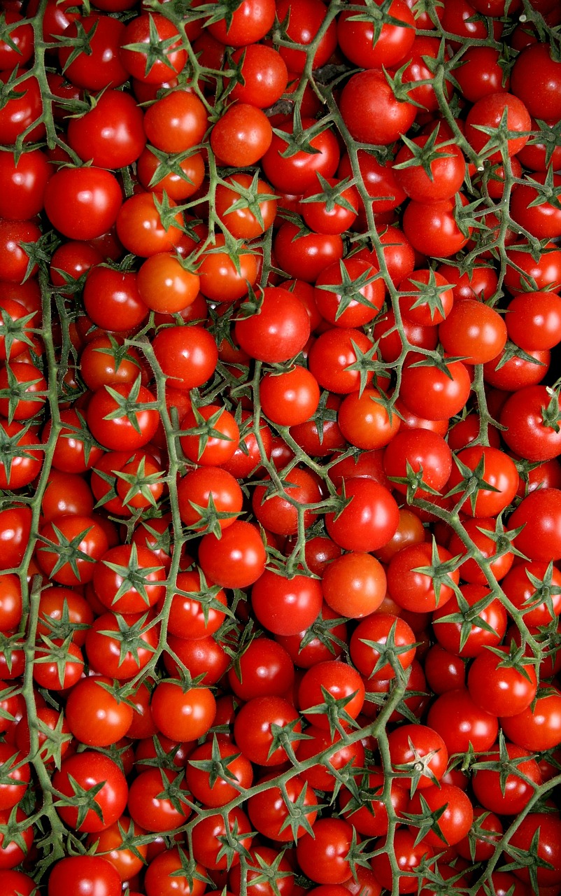 Pomidorai, Puglia, Žemdirbystė, Darbas, Alyvmedžių Giraites, Maistas, Kultivuoti, Raudona, Spalva, Vaisiai