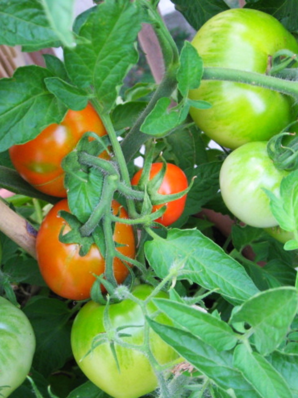 Pomidorai, Pomidoras, Sodas, Daržovių, Auga, Maistas, Vaisiai, Žalias, Raudona, Lapai