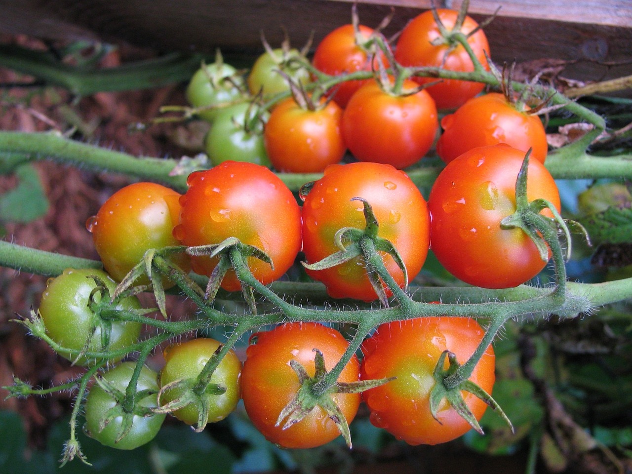 Pomidorai, Pomidoras, Raudona, Šviežias, Maistas, Daržovių, Sveikas, Natūralus, Salotos, Vegetariškas