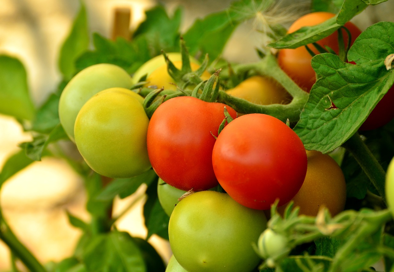 Pomidorai, Prinokę, Nesubrendusio, Raudona, Nachtschattengewächs, Daržovės, Žalias, Valgyti, Maistas, Pomidorų Vaisiai