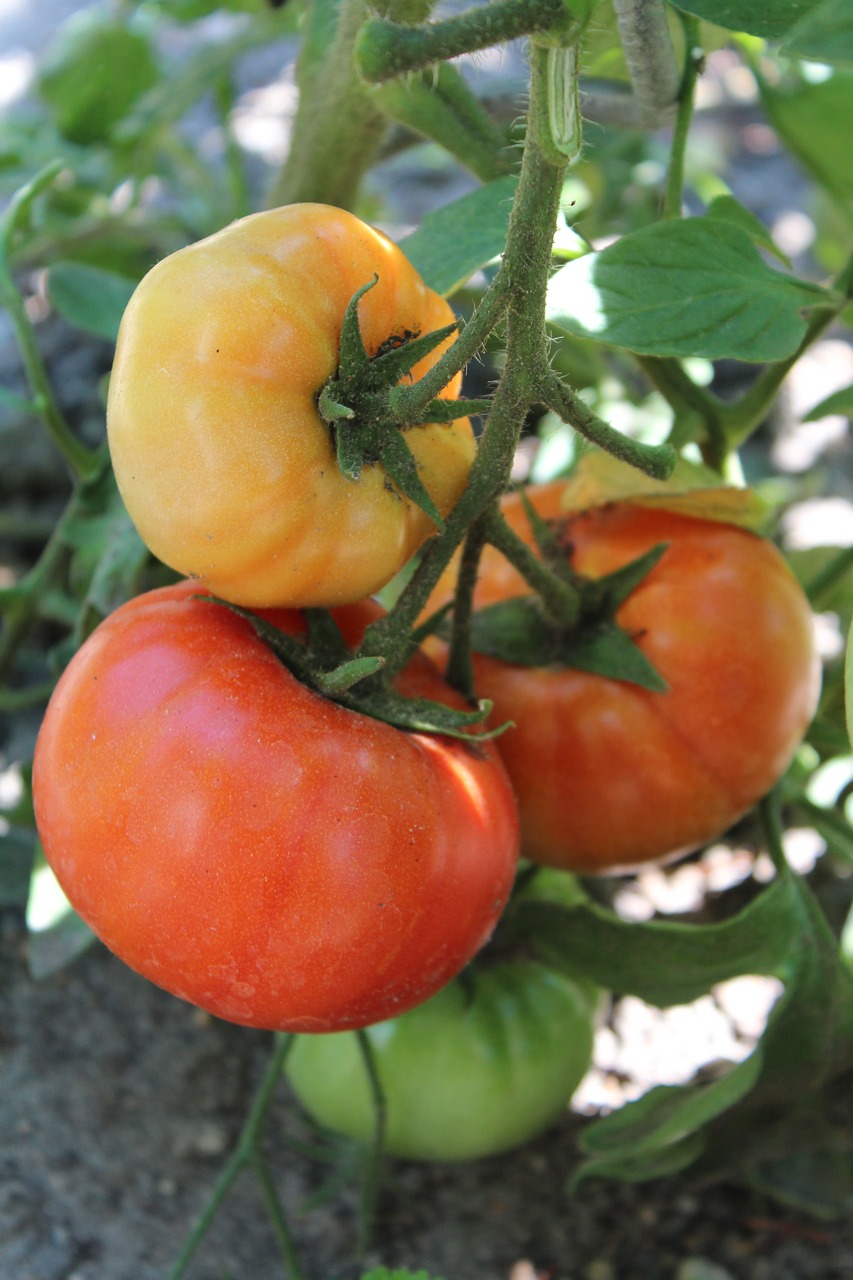 Pomidorai, Augalas, Daržovės, Nemokamos Nuotraukos,  Nemokama Licenzija