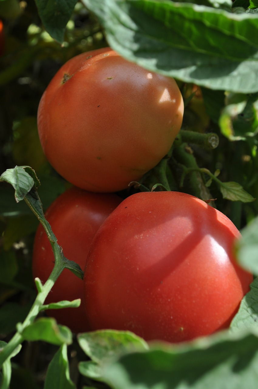 Pomidorai, Sodas, Prinokę, Raudona, Veg, Daržovių, Sveikas, Šviežias, Daržovių Sodas, Augalas