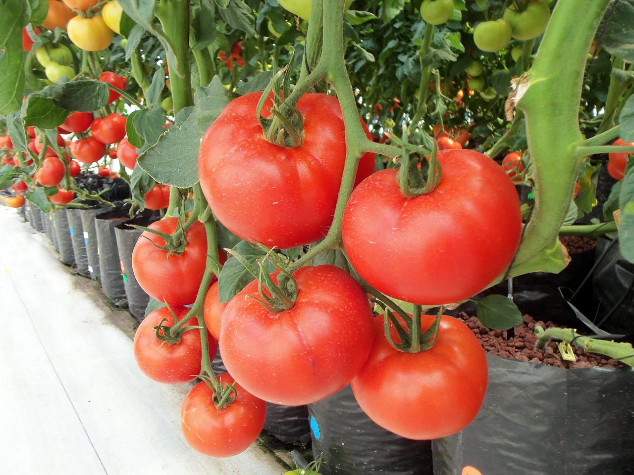 Pomidorai, Daržovės, Daržovių, Vaisiai, Pipirai, Raudona, Gamta, Žalias, Sveikas, Pomidoras
