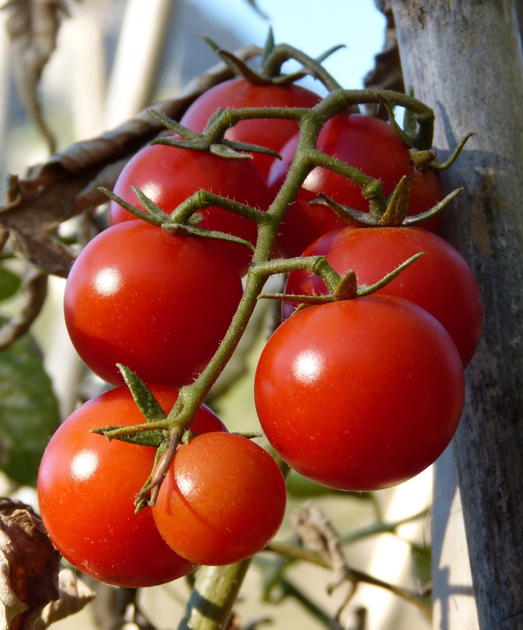 Pomidorai, Vynuogių Pomidorai, Ekologinis, Nemokamos Nuotraukos,  Nemokama Licenzija