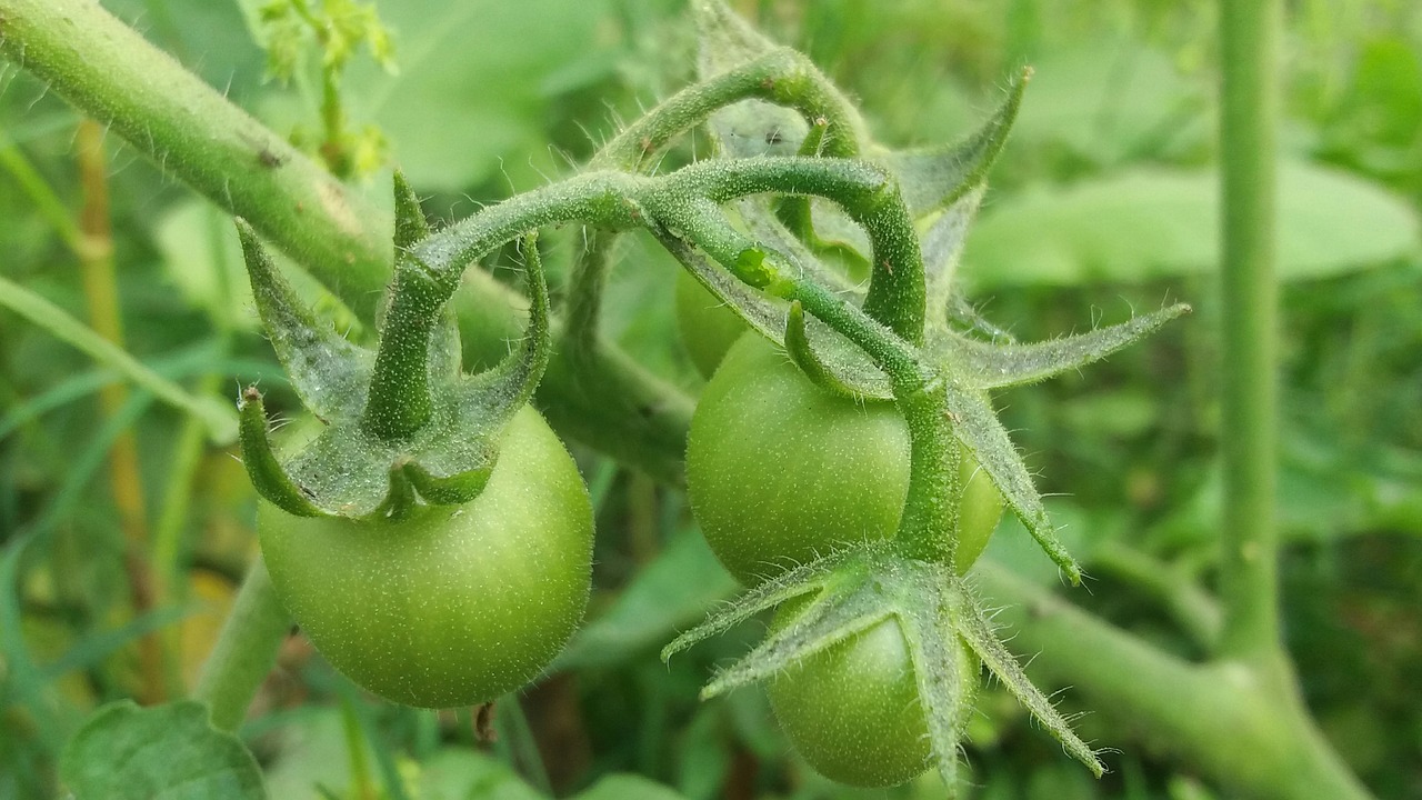 Pomidorai, Maistas, Natūralus, Žalias, Šviežias, Gyvenimo Būdas, Nemokamos Nuotraukos,  Nemokama Licenzija