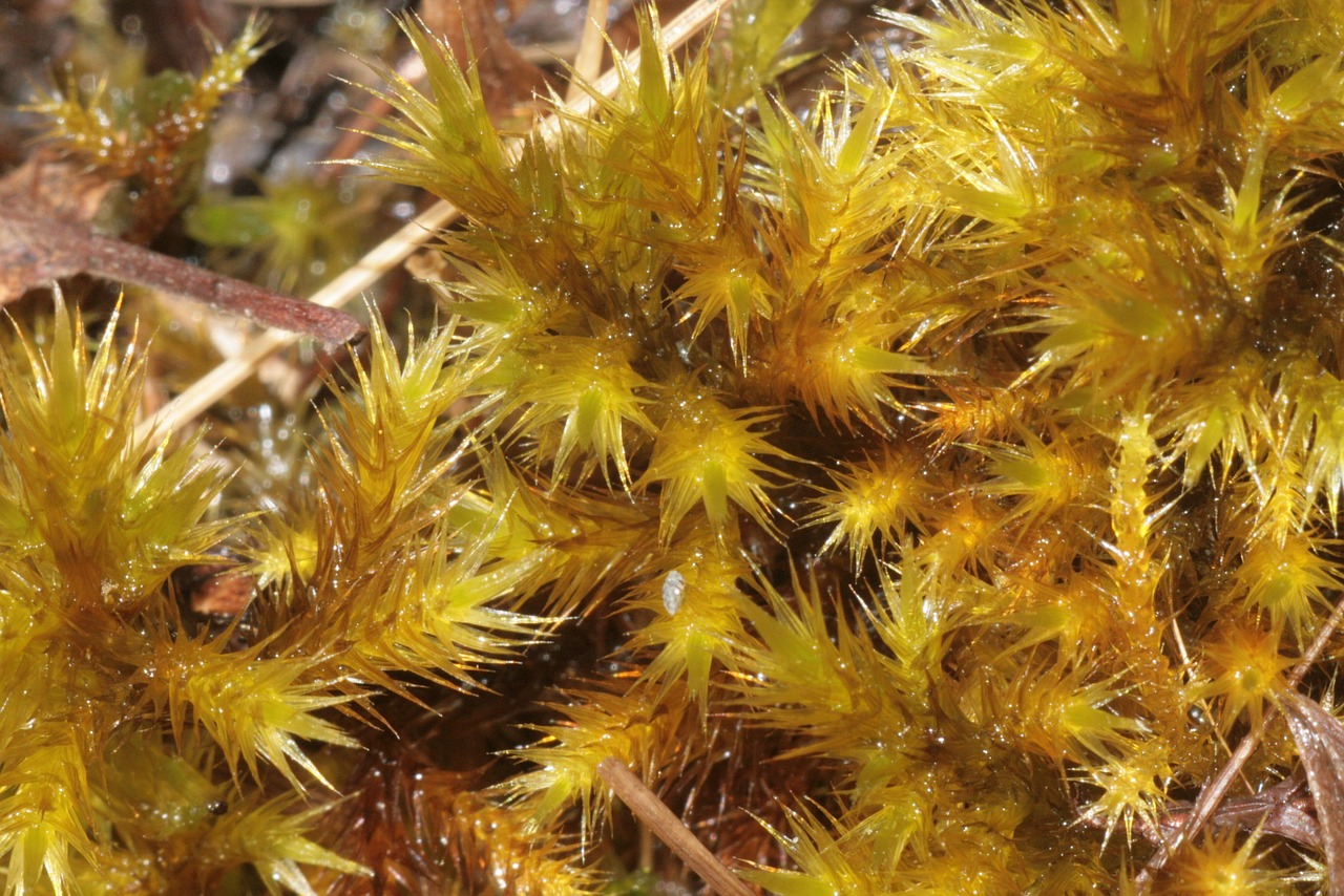 Tomentypnum Nitens, Augalai, Gamta, Lauke, Auksinis, Tekstūra, Lapai, Lapai, Makro, Iš Arti