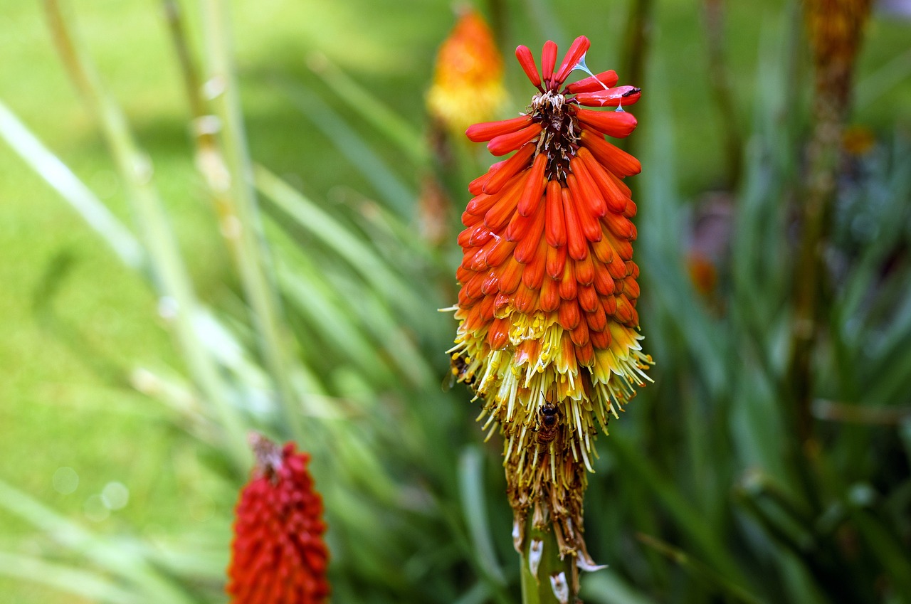 Žibintuvėlis, Gėlė, Žiedas, Žydėti, Gėlės, Oranžinė, Asphodelaceae, Nemokamos Nuotraukos,  Nemokama Licenzija