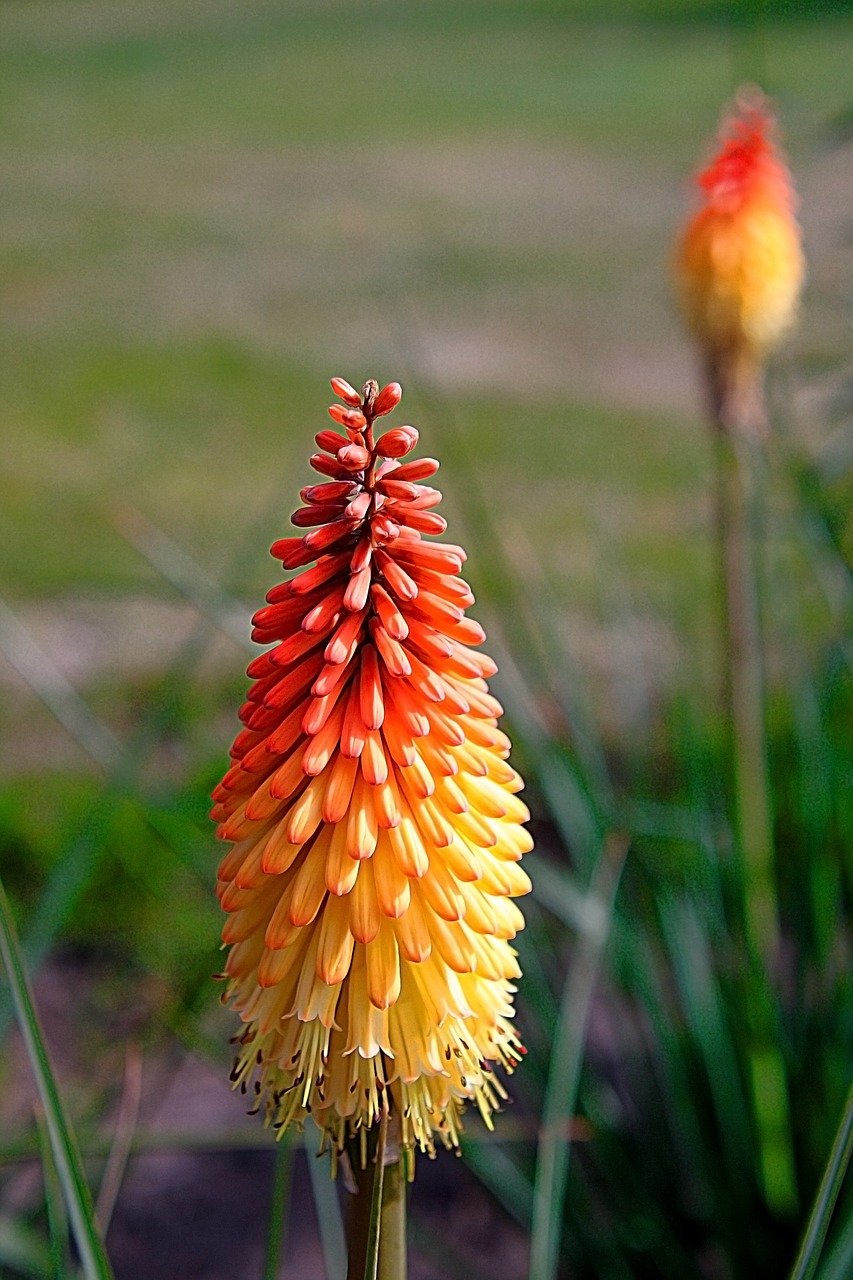 Žibintuvėlis, Tritoma, Gėlė, Spalvinga, Gėlės, Gamta, Augalas, Geltona Gėlė, Kniphofia Uvaria, Raudonas Karštas Pokeris