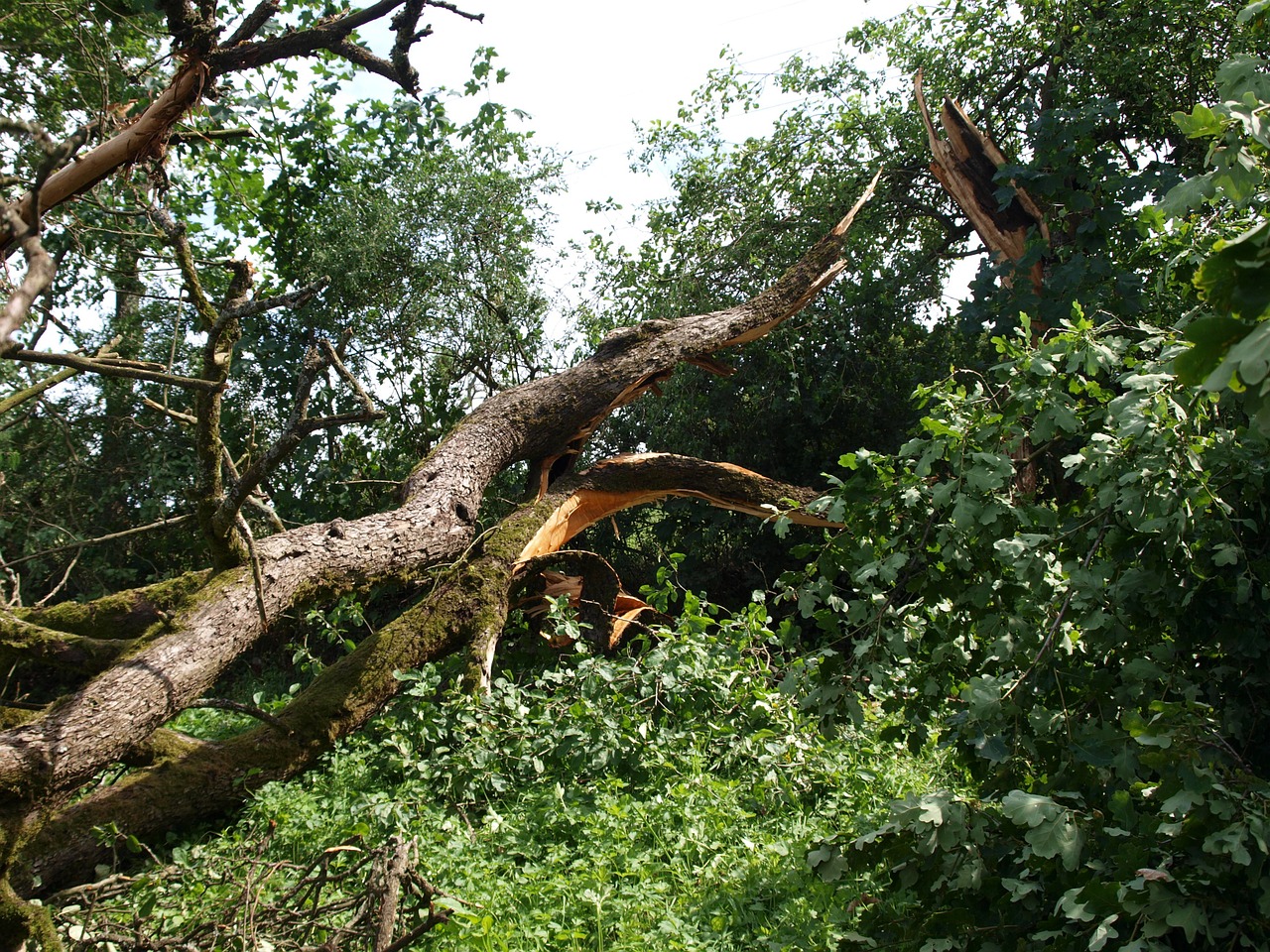 Tornado Sugadinimas, Medis, Gamtos Jėga, Nemokamos Nuotraukos,  Nemokama Licenzija