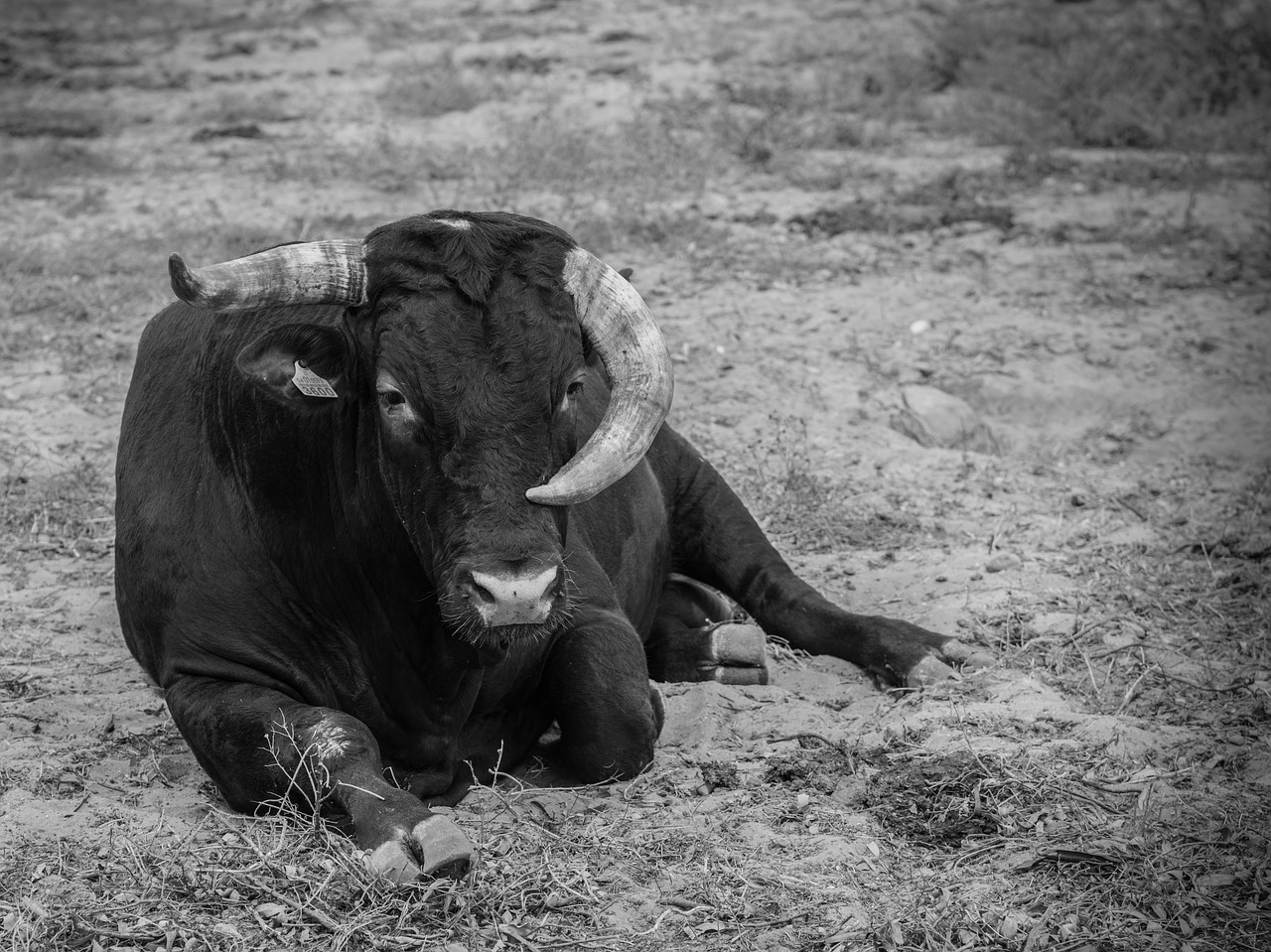 Toro, Laukai, Algeciras, Ragai, Juoda, Gyvūnai, Gyvuliai, Gamta, Veršiena, Karvės