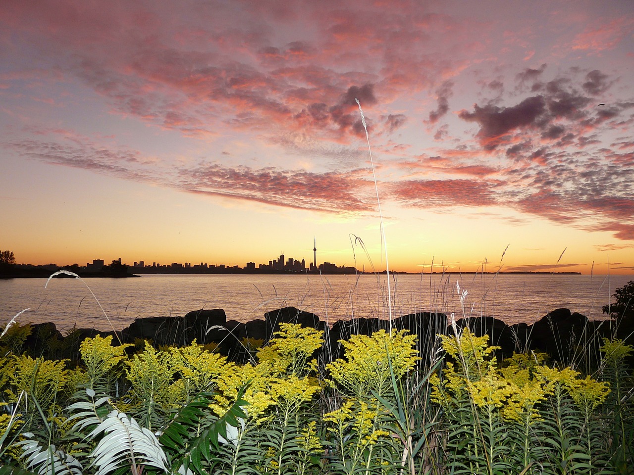 Toronto, Ežeras, Ontarijas, Panorama, Saulėtekis, Augalai, Lapija, Gamta, Žalias, Lapų Lapų Augalai