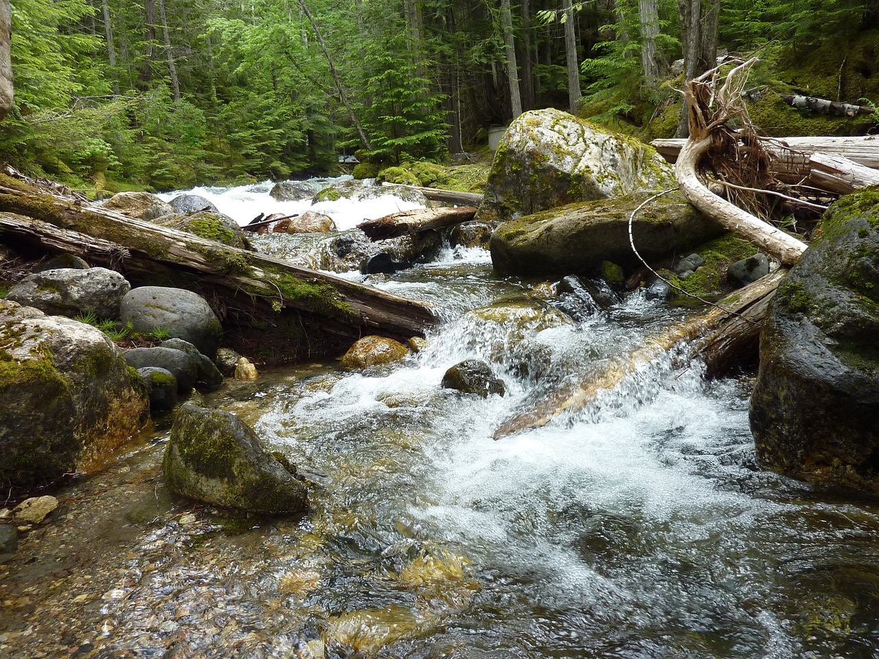 Torrent, Dreifuojantis Medis, Rokas, Gamta, Nemokamos Nuotraukos,  Nemokama Licenzija