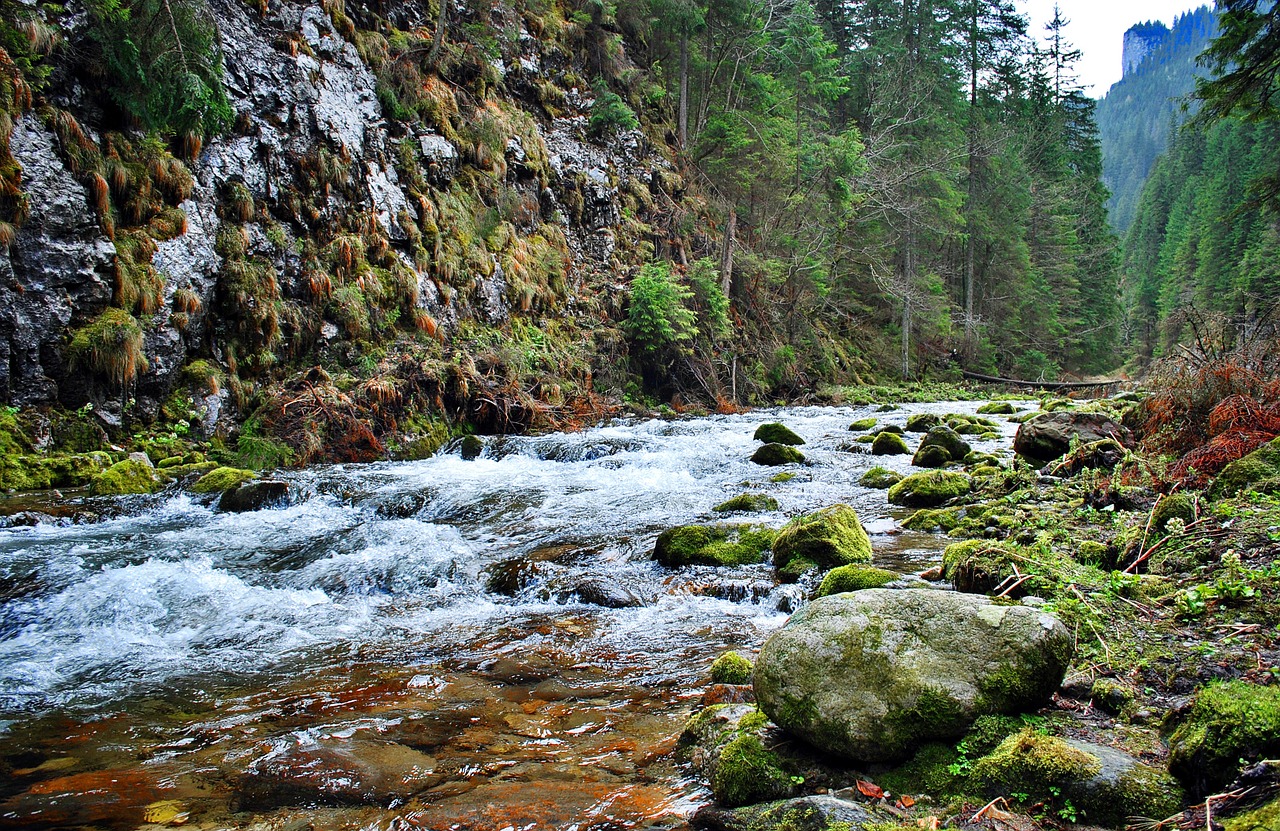 Torrent, Tatry, Srautas, Akmenys, Kalnai, Vaizdas, Eglė, Nemokamos Nuotraukos,  Nemokama Licenzija