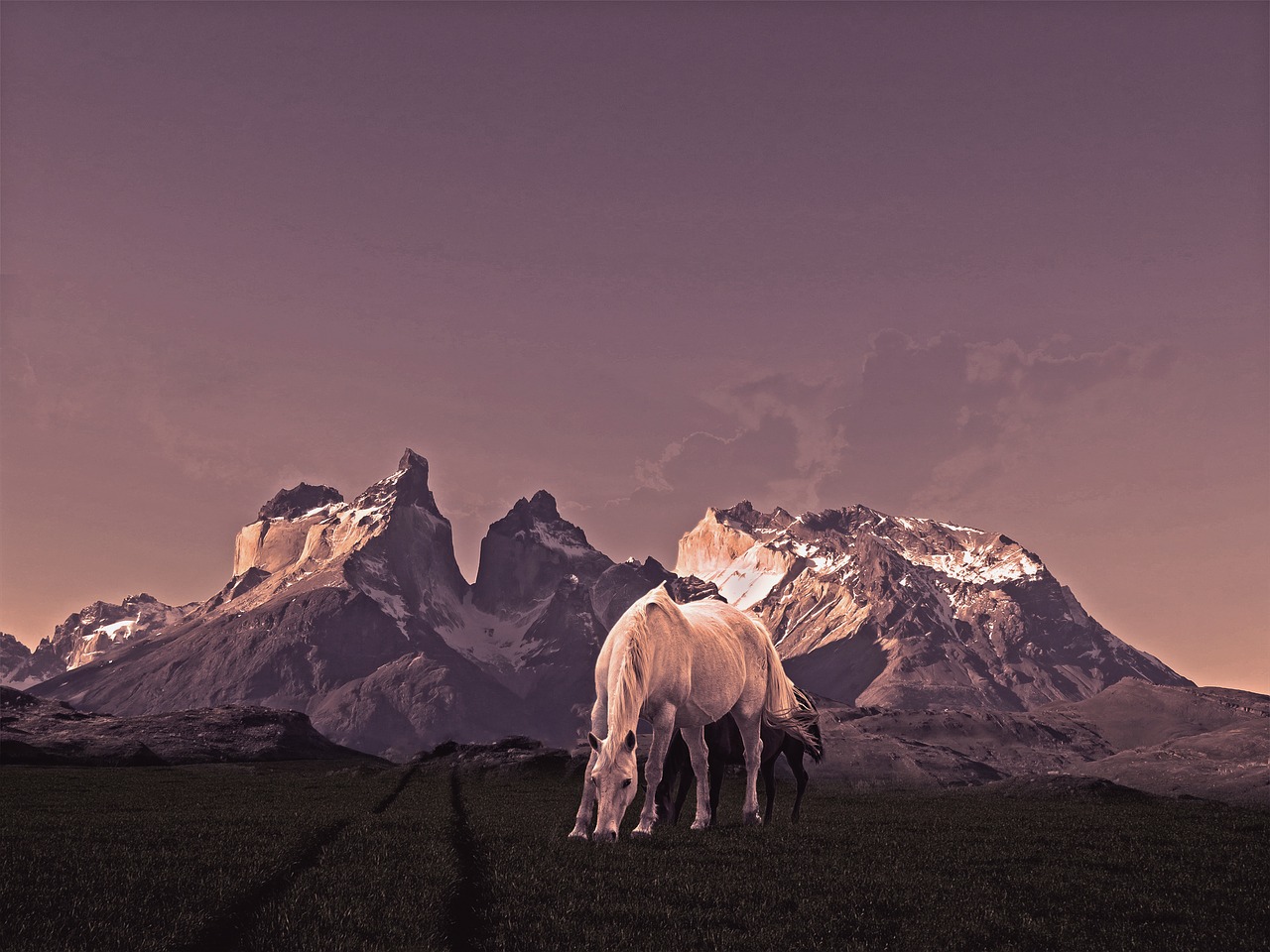 Torres, Arkliai, Kalnas, Patagonia, Nemokamos Nuotraukos,  Nemokama Licenzija