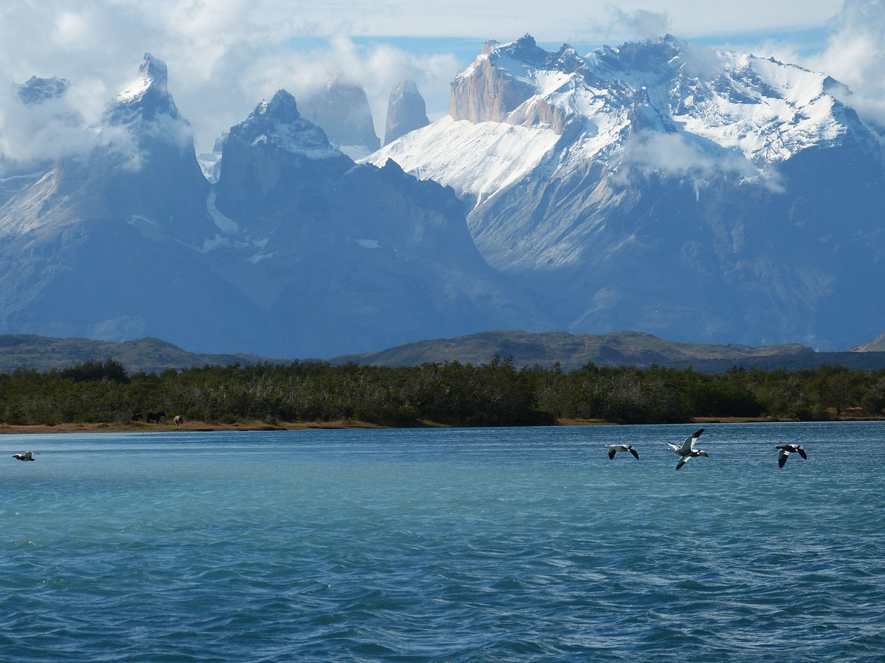Torres Del Paine, Patagonia, Čile, Pietų Amerika, Kraštovaizdis, Kalnai, Nacionalinis Parkas, Pasaulio Gamtos Paveldas, Upė, Žąsys