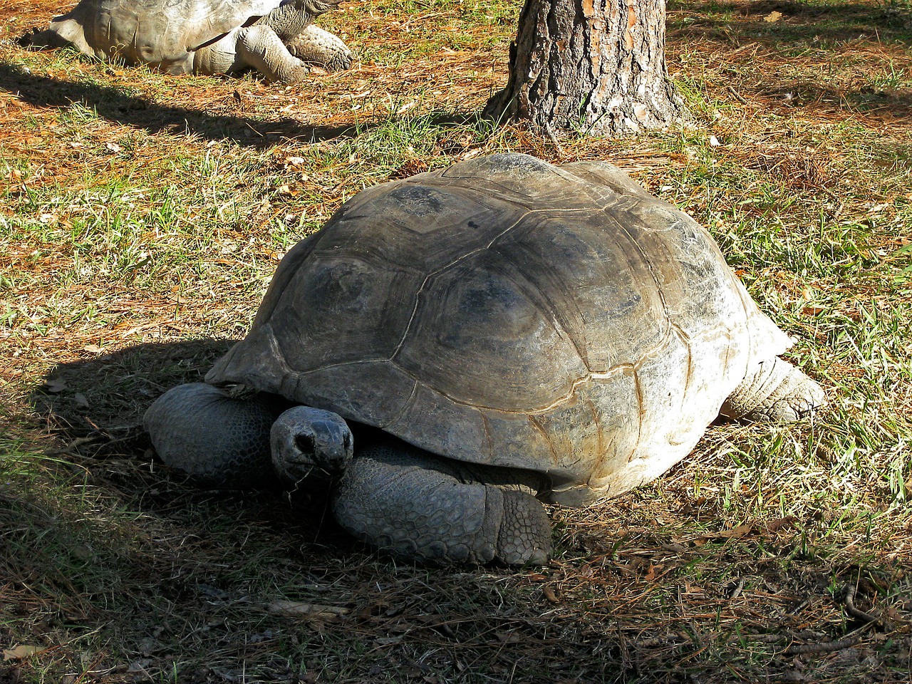 Vėžlys, Milžinišką Vėžlį, Vėžliai, Vėžlys, Zoologijos Sodas, Gyvūnas, Vandens Tvarinys, Nemokamos Nuotraukos,  Nemokama Licenzija