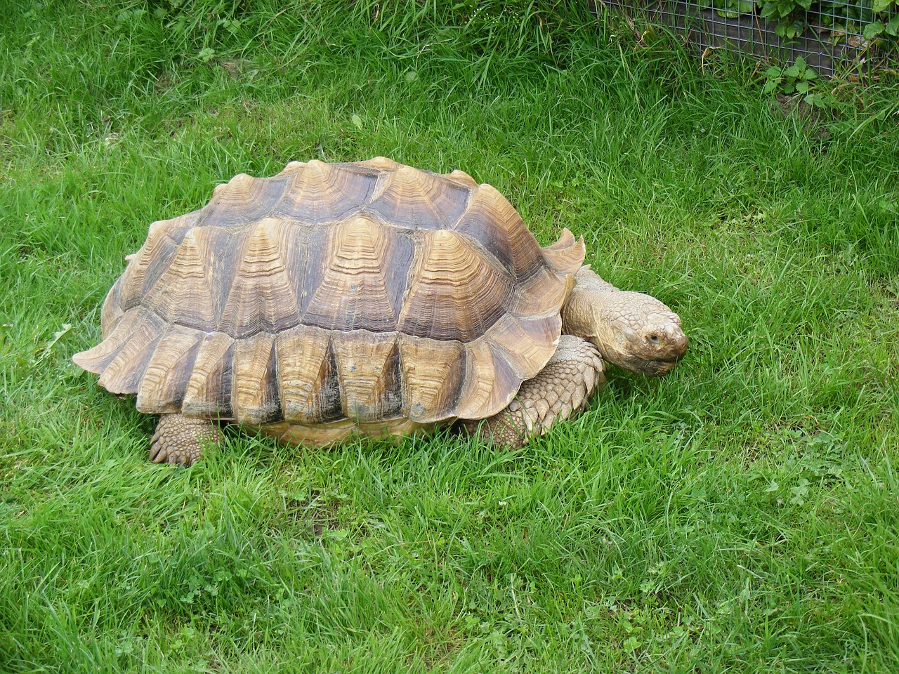 Vėžlys, Naminis Gyvūnėlis, Vėžlys, Gamta, Lukštas, Lėtas, Nemokamos Nuotraukos,  Nemokama Licenzija