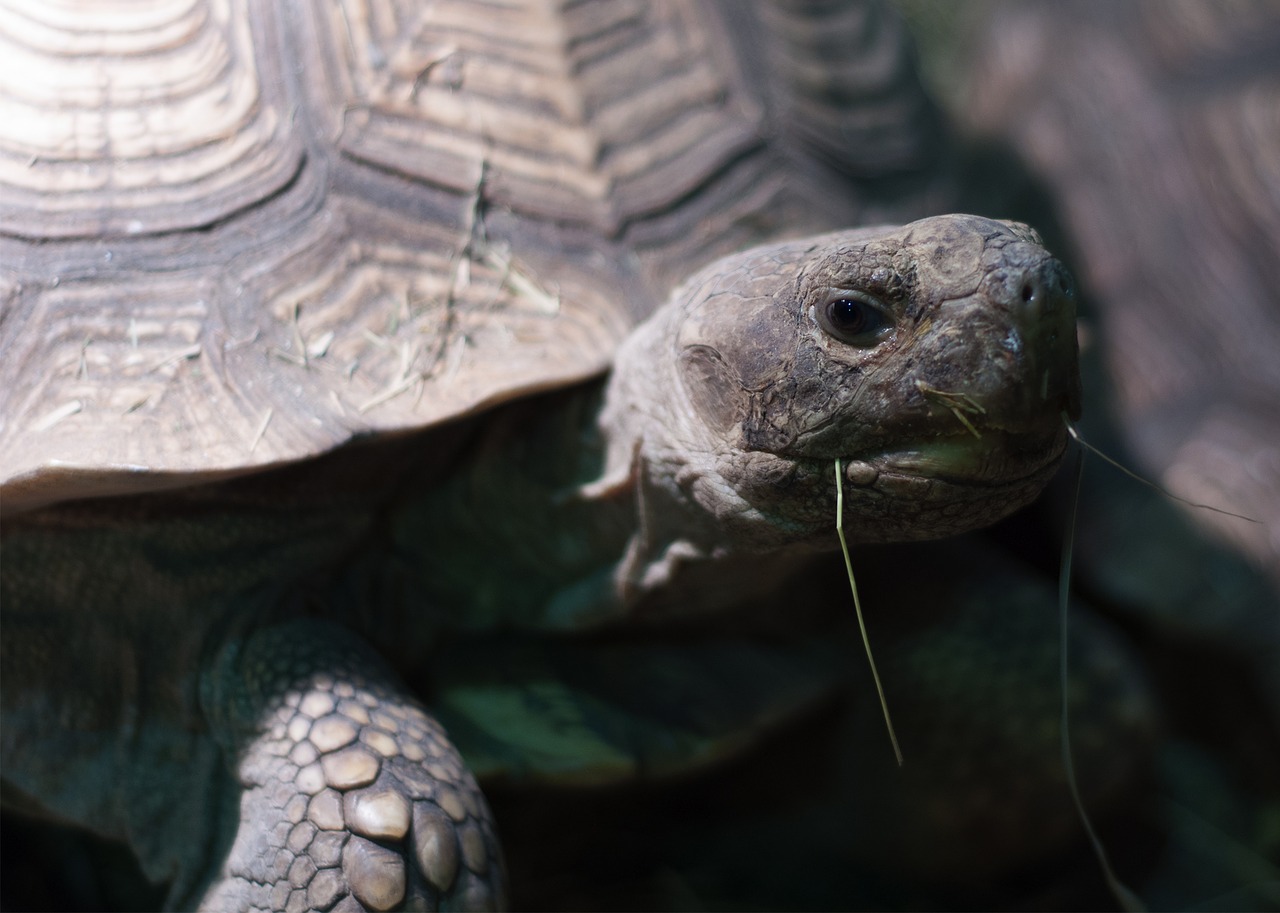 Vėžlys, Žolė, Lukštas, Zoologijos Sodas, Akvariumas, Nemokamos Nuotraukos,  Nemokama Licenzija