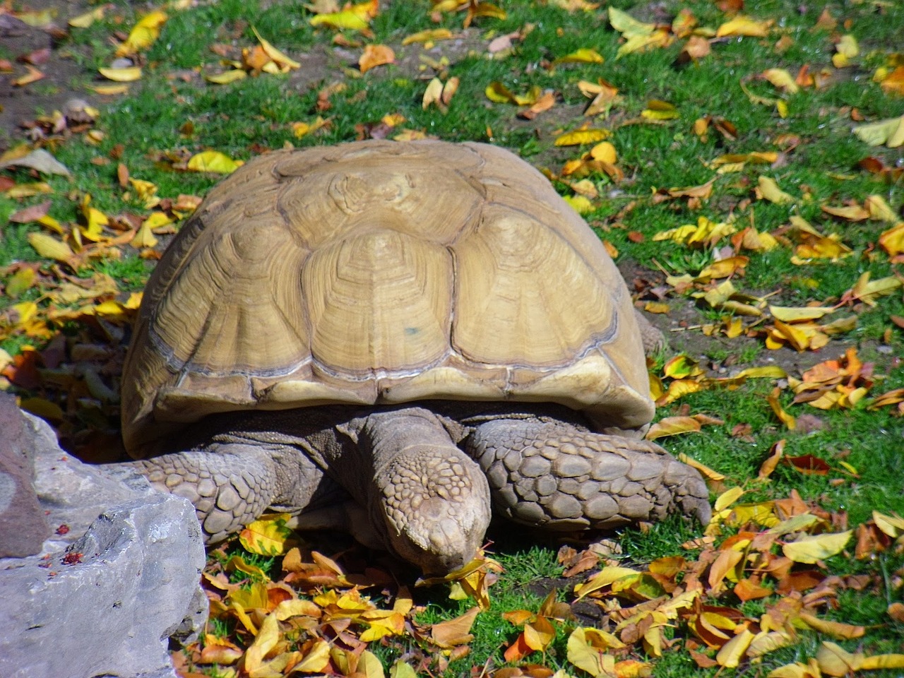 Vėžlys, Žolė, Gyvūnas, Laukinė Gamta, Laukiniai, Zoologija, Rūšis, Dykuma, Aplinka, Lauke