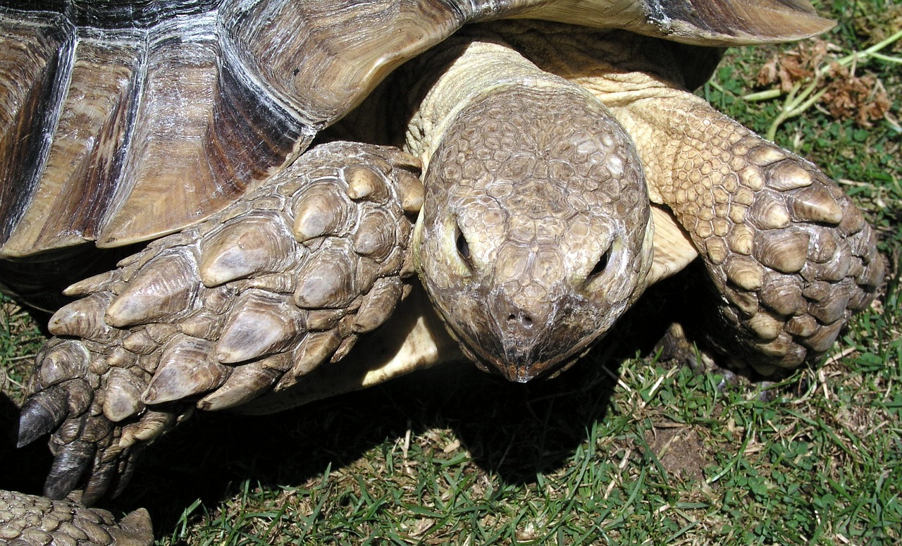 Vėžlys, Ropliai, Gyvūnas, Zoologijos Sodas, Naminis Gyvūnėlis, Nemokamos Nuotraukos,  Nemokama Licenzija