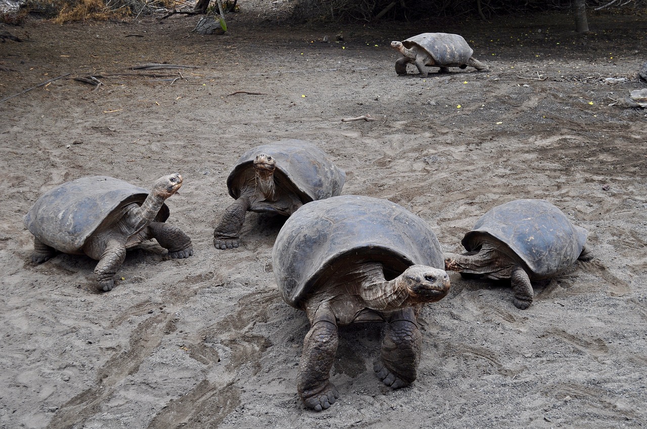 Vėžlys, Galapagai, Laukinė Gamta, Milžinas, Laukiniai, Ecuador, Salos, Ramiojo Vandenyno Regionas, Senas, Vėžlys