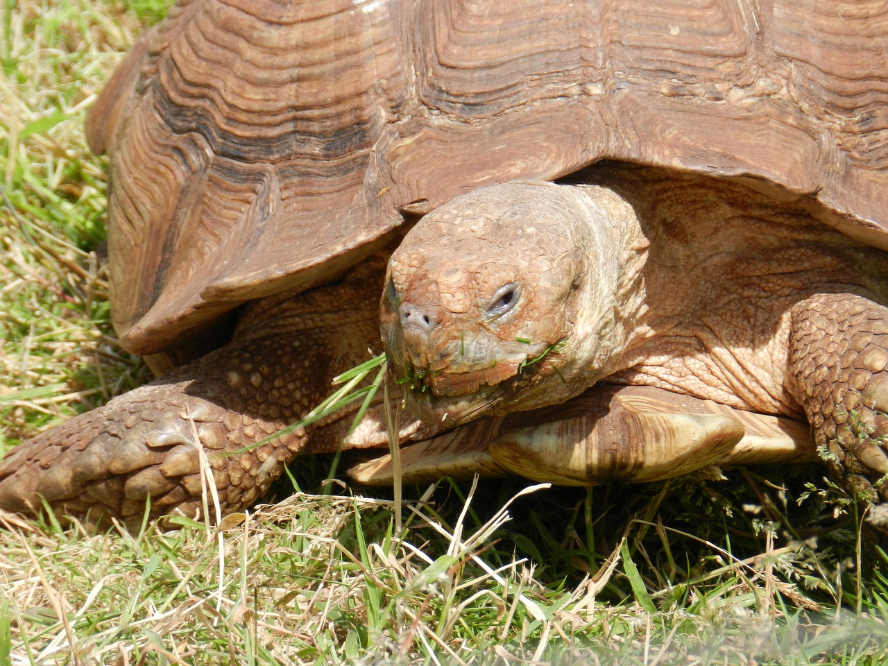 Vėžlys, Ropliai, Gyvūnas, Laukinė Gamta, Gamta, Lėtas, Apsaugotas, Nuskaityti, Lukštas, Reptilian