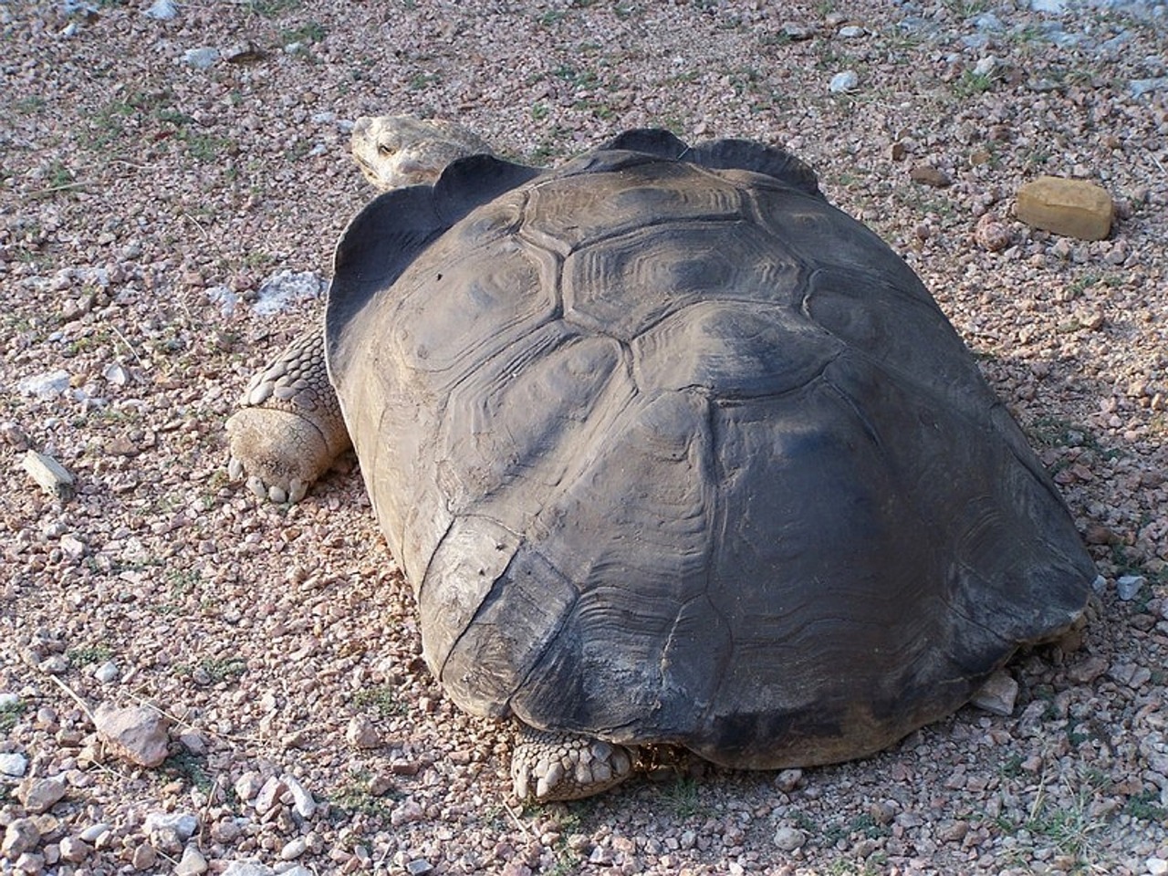 Vėžlys, Lėktuvas, Ropliai, Lėtas, Carapace, Nuskaityti, Grubus, Didelis, Senas, Senovės