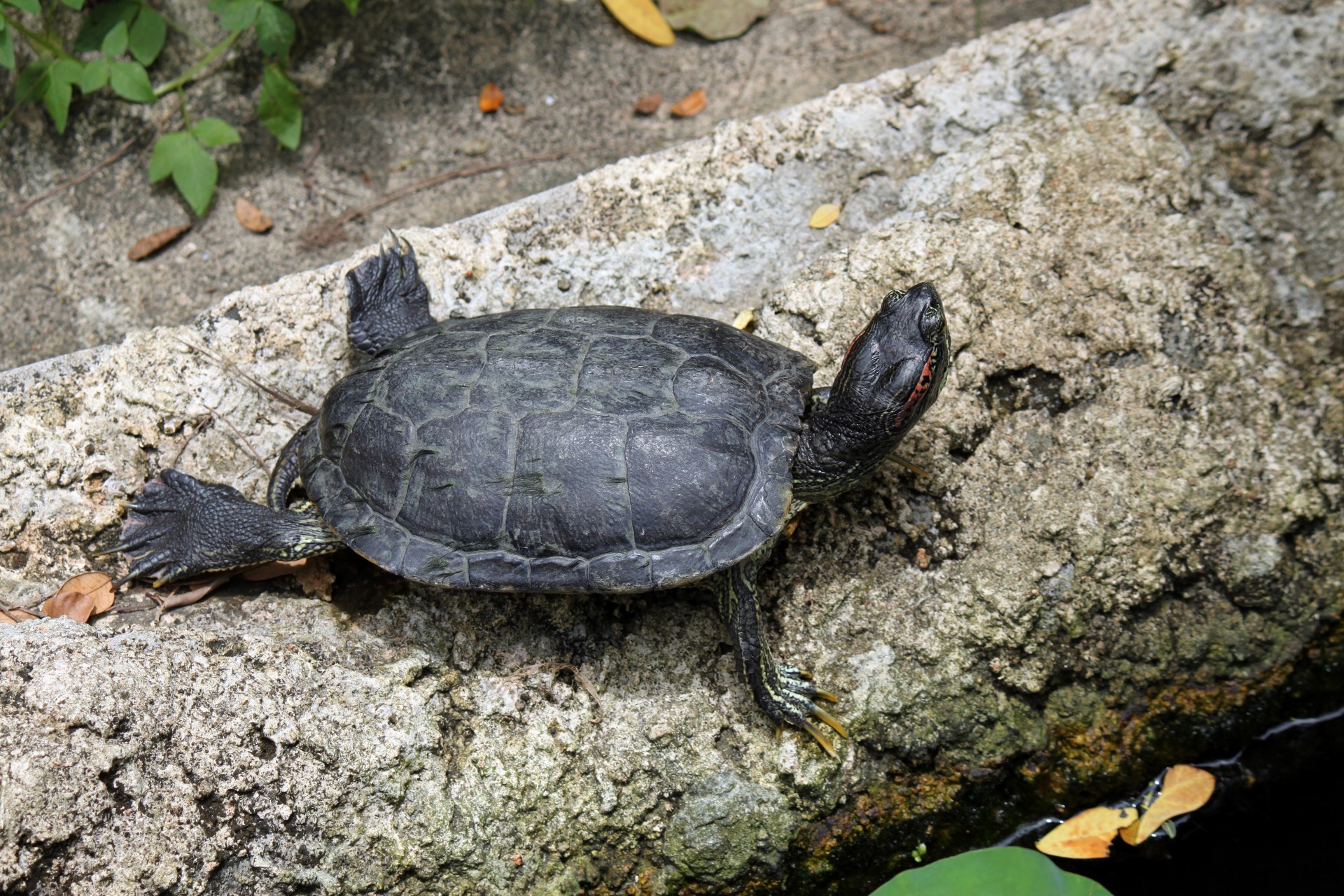 Vėžlys,  Malonumai,  Saulės Šviesa,  Vėžlys Turi Saulės Spindesį, Nemokamos Nuotraukos,  Nemokama Licenzija