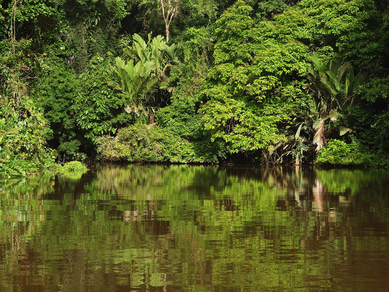 Tortuguero Nacionalinis Parkas, Kosta Rika, Tropikai, Nacionalinis Parkas, Džiunglės, Atogrąžų Miškai, Veidrodis, Vanduo, Nemokamos Nuotraukos,  Nemokama Licenzija