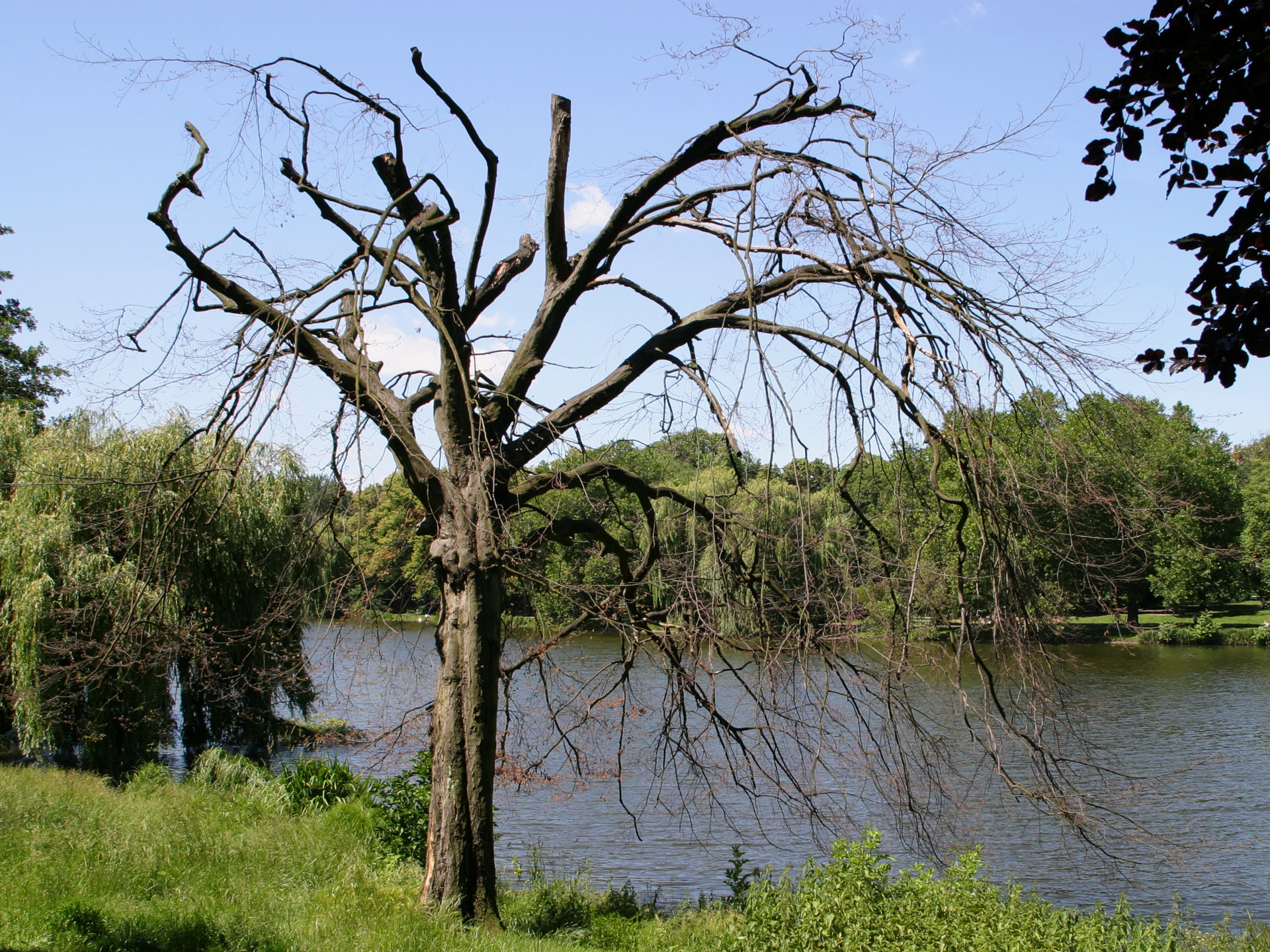 Miręs,  Medis,  Lietzensee,  Berlynas,  Botanika,  Miręs Medis, Nemokamos Nuotraukos,  Nemokama Licenzija