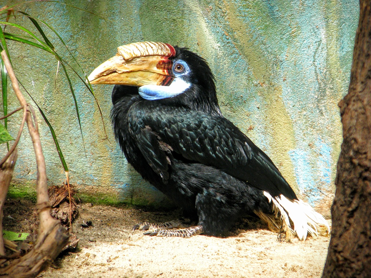 Toucan, Zoologijos Sodas, Paukštis, Varšuva, Nemokamos Nuotraukos,  Nemokama Licenzija