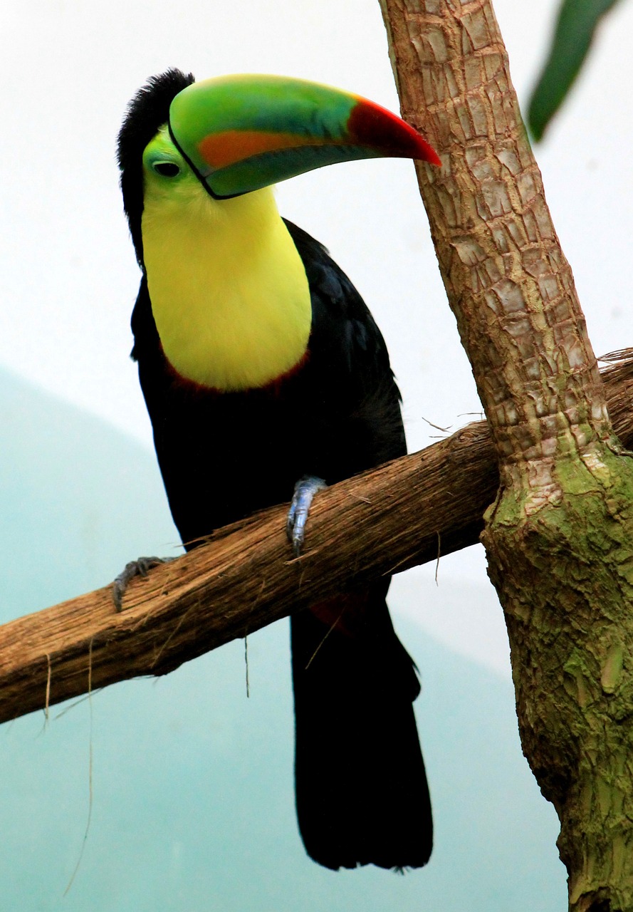 Toucan, Paukštis, Atogrąžų Paukštis, Nemokamos Nuotraukos,  Nemokama Licenzija