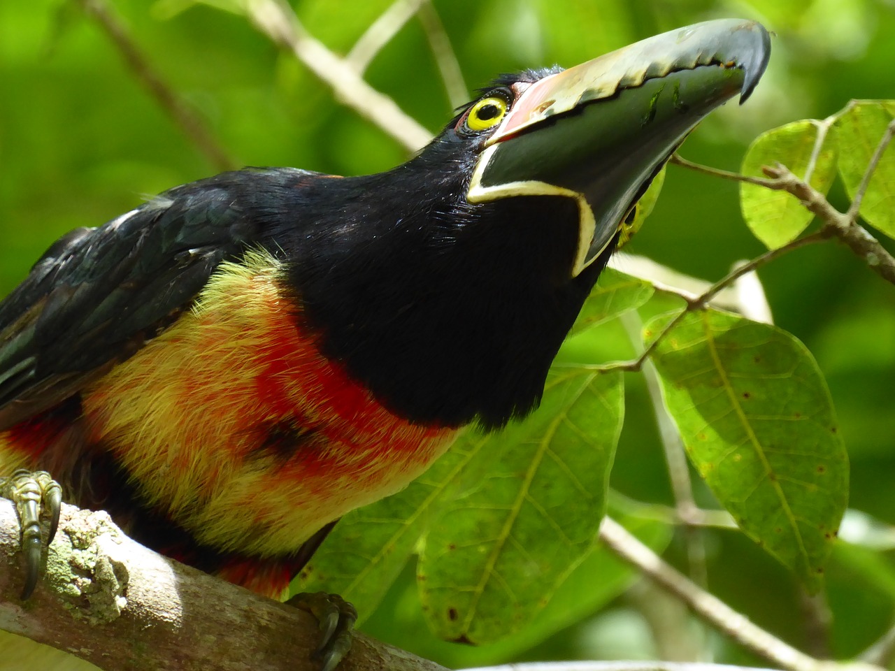 Toucan, Geltona, Juoda, Raudona, Tika, Gvatemala, Nemokamos Nuotraukos,  Nemokama Licenzija