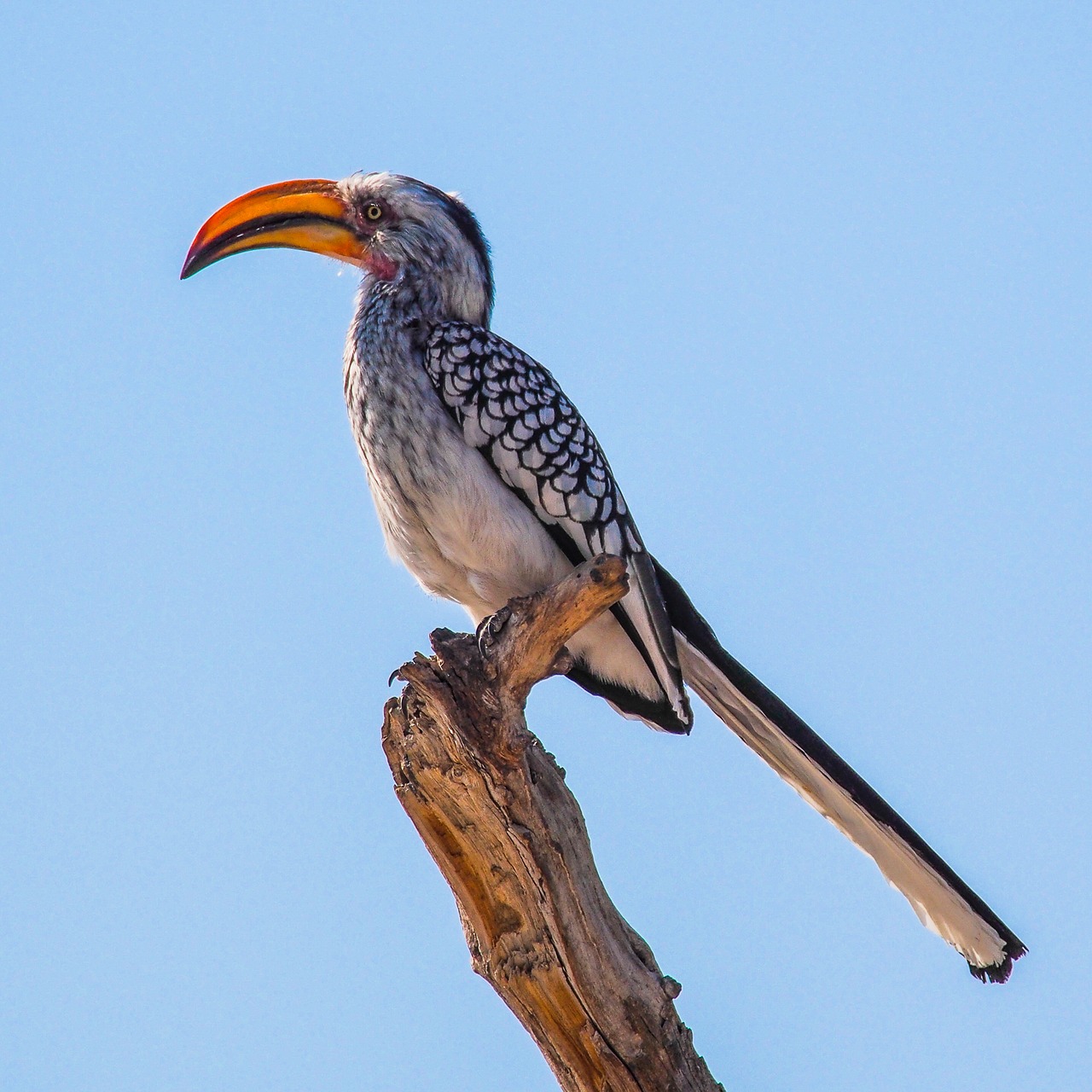 Toucan, Namibija, Etosha, Paukštis, Snapas, Gyvūnai, Gamta, Didingas, Rašiklis, Gyvūnas