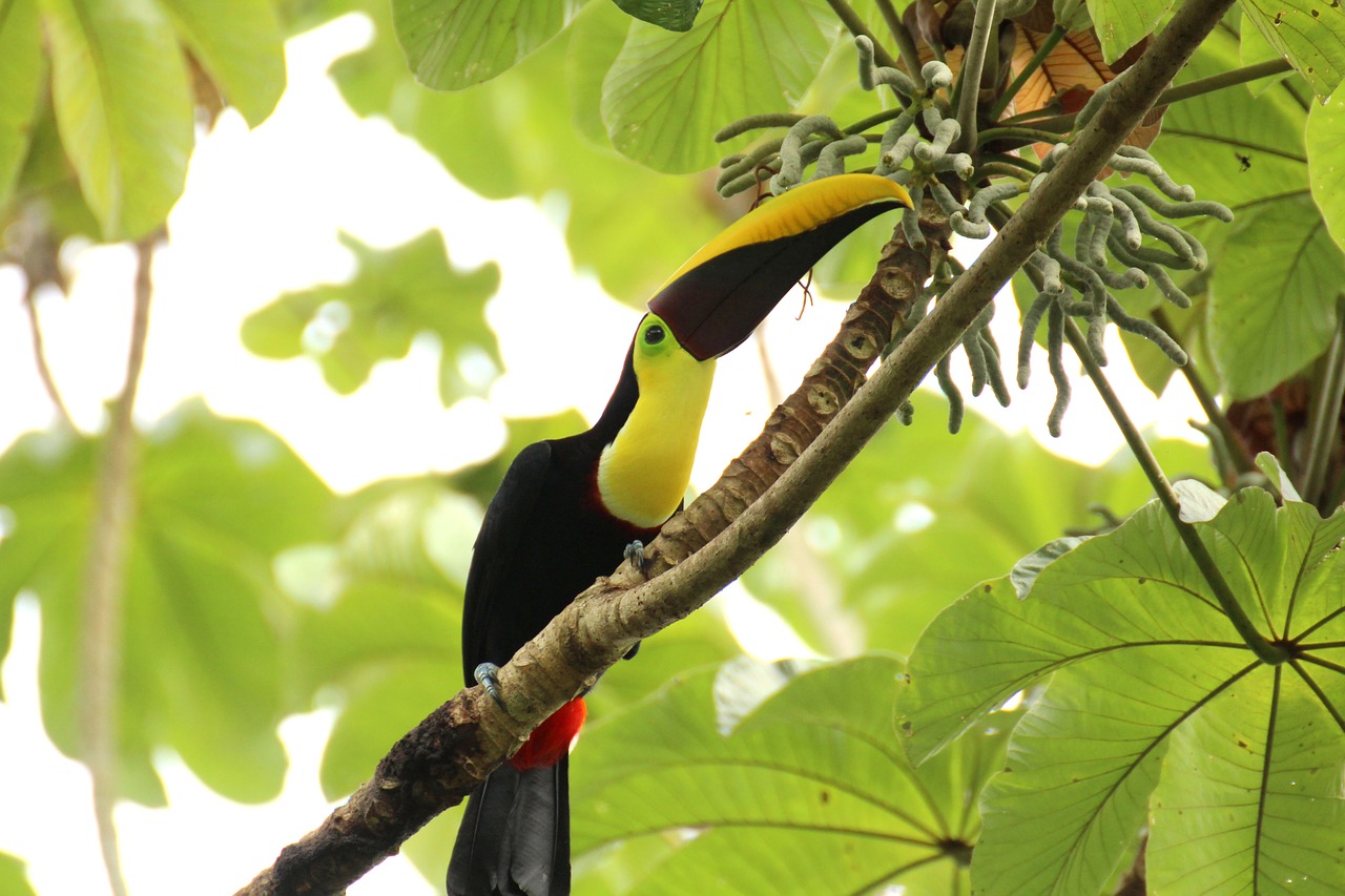 Toucan, Rudas Atgal-Toucanas, Swainson Tucan, Kosta Rika, Centrinė Amerika, Atogrąžų, Atogrąžų Miškai, Gyvūnas, Paukštis, Nacionalinis Parkas