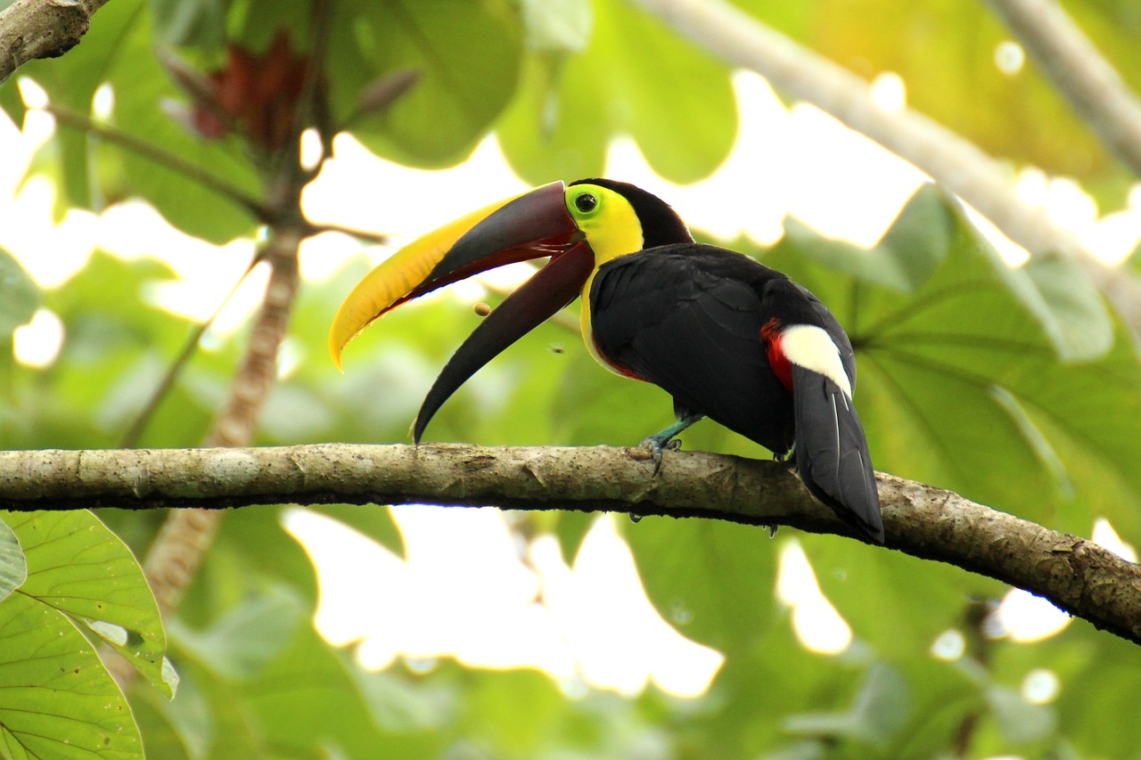 Toucan, Rudas Atgal-Toucanas, Kosta Rika, Vidurio Amerika, Tropikai, Atogrąžų, Nemokamos Nuotraukos,  Nemokama Licenzija