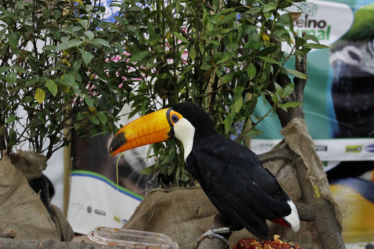 Toucan, Gyvūnas, Paukštis, Gamta, Laukiniai, Džiunglės, Laukinė Gamta, Atogrąžų, Egzotiškas, Zoologijos Sodas