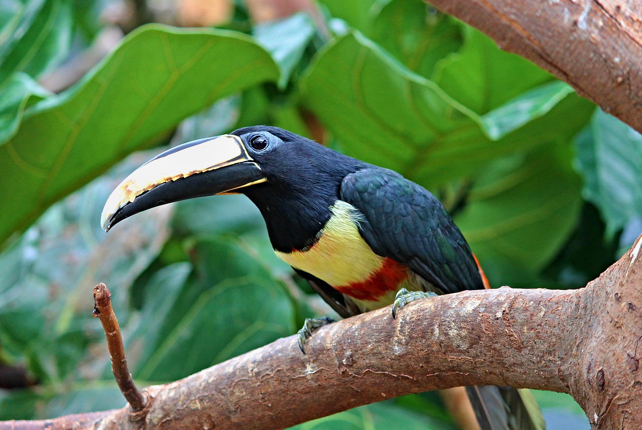 Toucan, Juodieji Macaws Sari, Pteroglossus Aracari, Paukštis, Atogrąžų, Sąskaitą, Atogrąžų Miškai, Spalvinga, Atogrąžų Paukštis, Plumėjimas