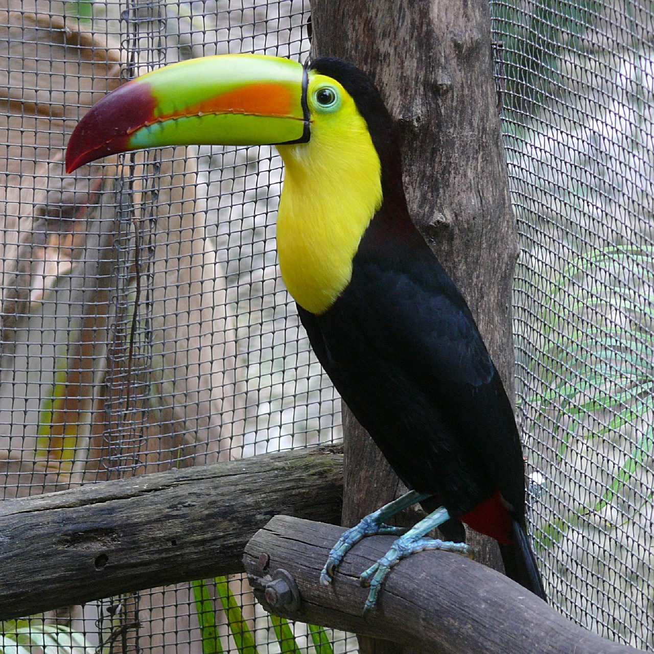 Toucan, Sustingęs, Rutulys, Atogrąžų, Laukinė Gamta, Snapas, Spalvinga, Egzotiškas, Džiunglės, Juoda