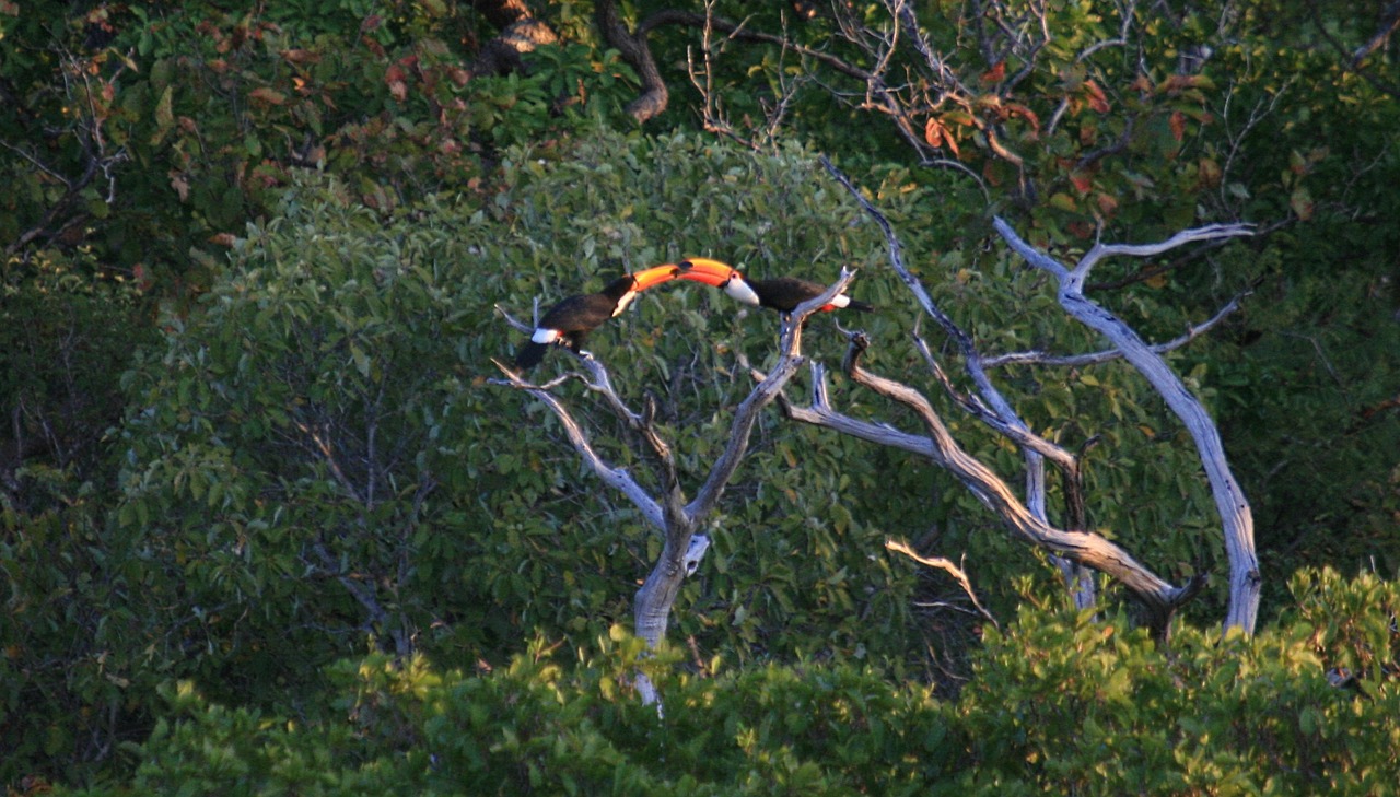 Toucanai, Paukščiai, Gamta, Nemokamos Nuotraukos,  Nemokama Licenzija