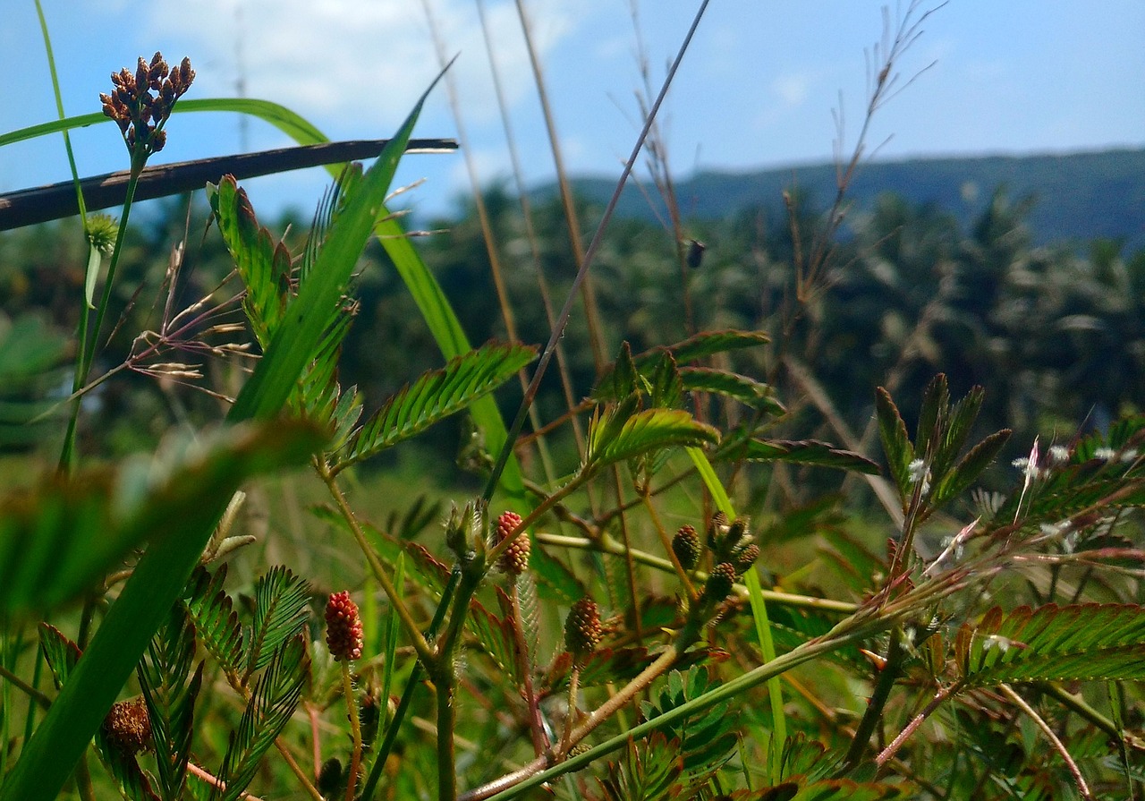 Neliesk Mane, Augalas, Žolė, Nemokamos Nuotraukos,  Nemokama Licenzija