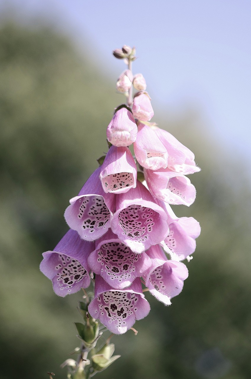 Toksiškas, Gėlė, Laukiniai, Laukinė Gamta, Gamta, Augalas, Laukinis Augalas, Violetinė, Wildflower, Gėlės